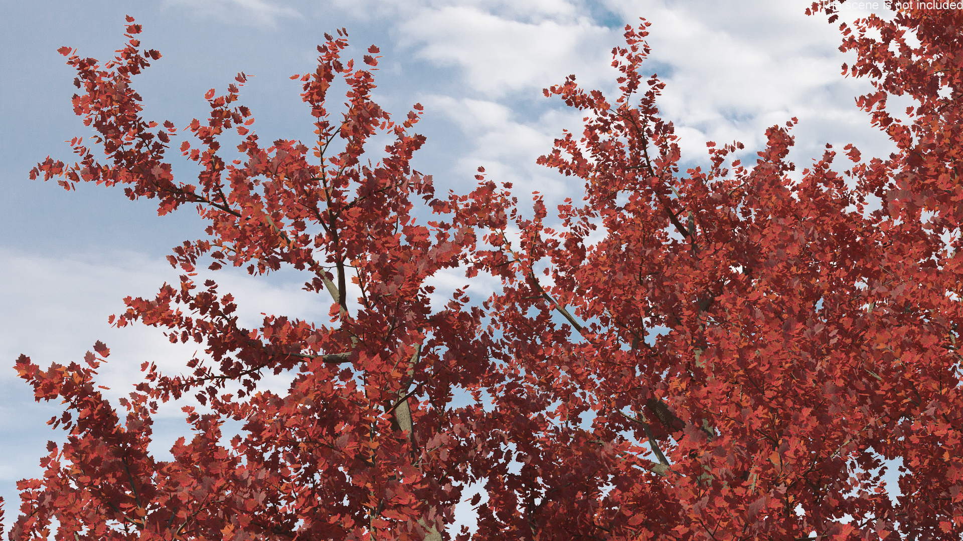 3D Realistic Autumn Red Maple Tree
