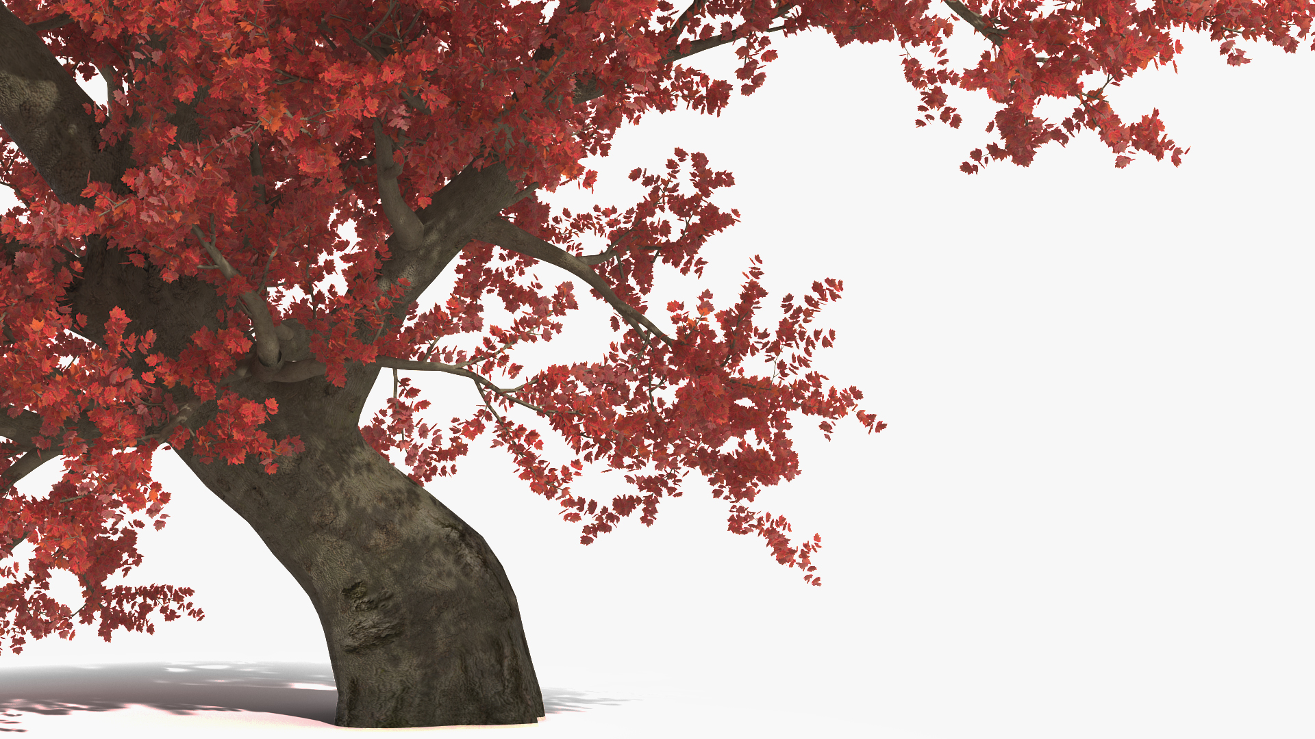 3D Realistic Autumn Red Maple Tree
