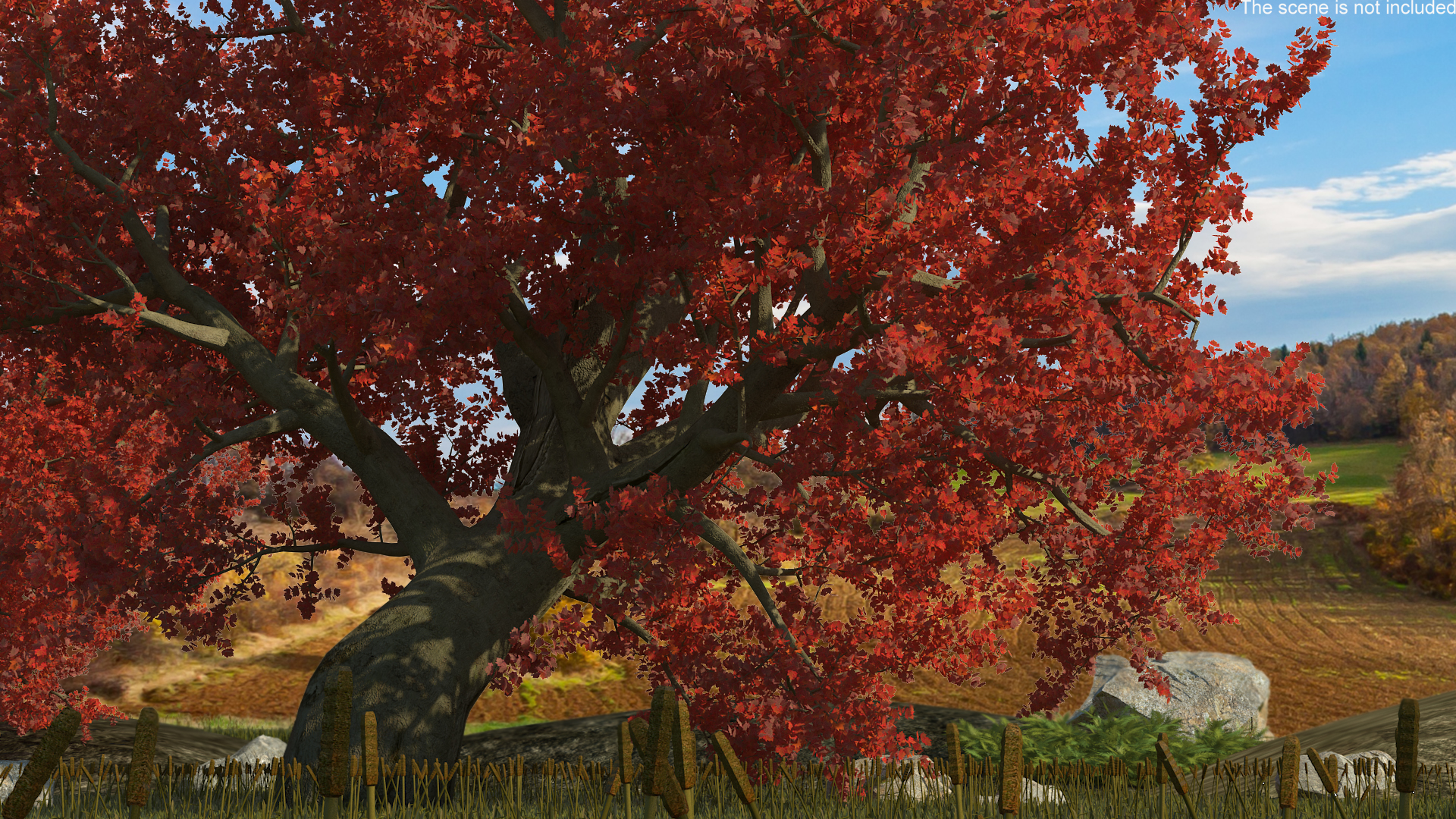 3D Realistic Autumn Red Maple Tree