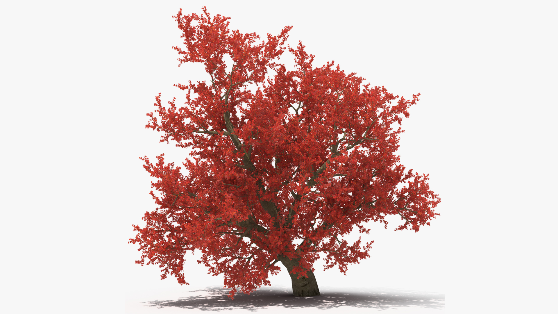 3D Realistic Autumn Red Maple Tree
