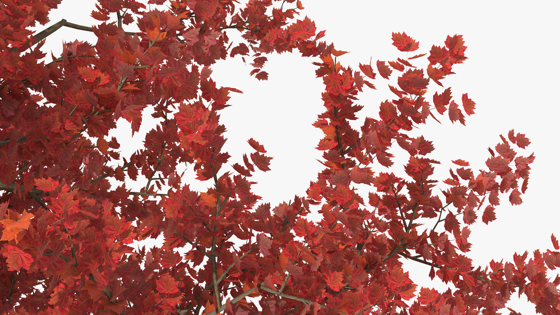 3D Realistic Autumn Red Maple Tree