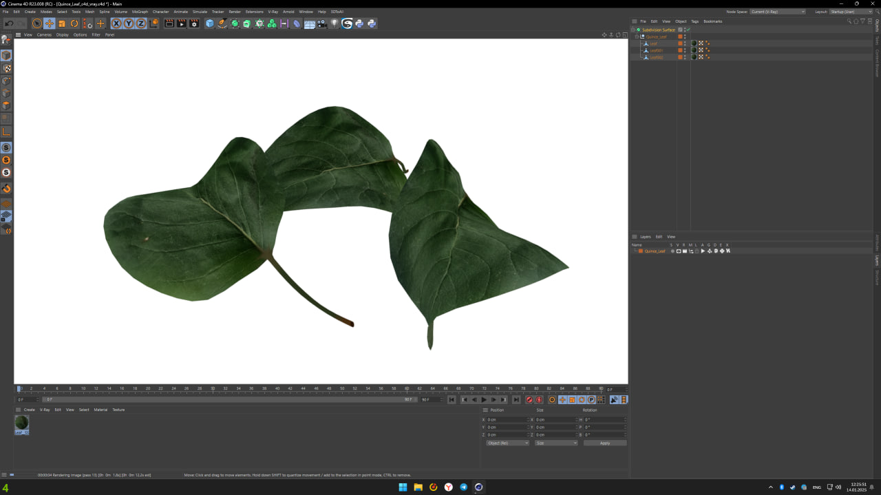3D Quince Leaf