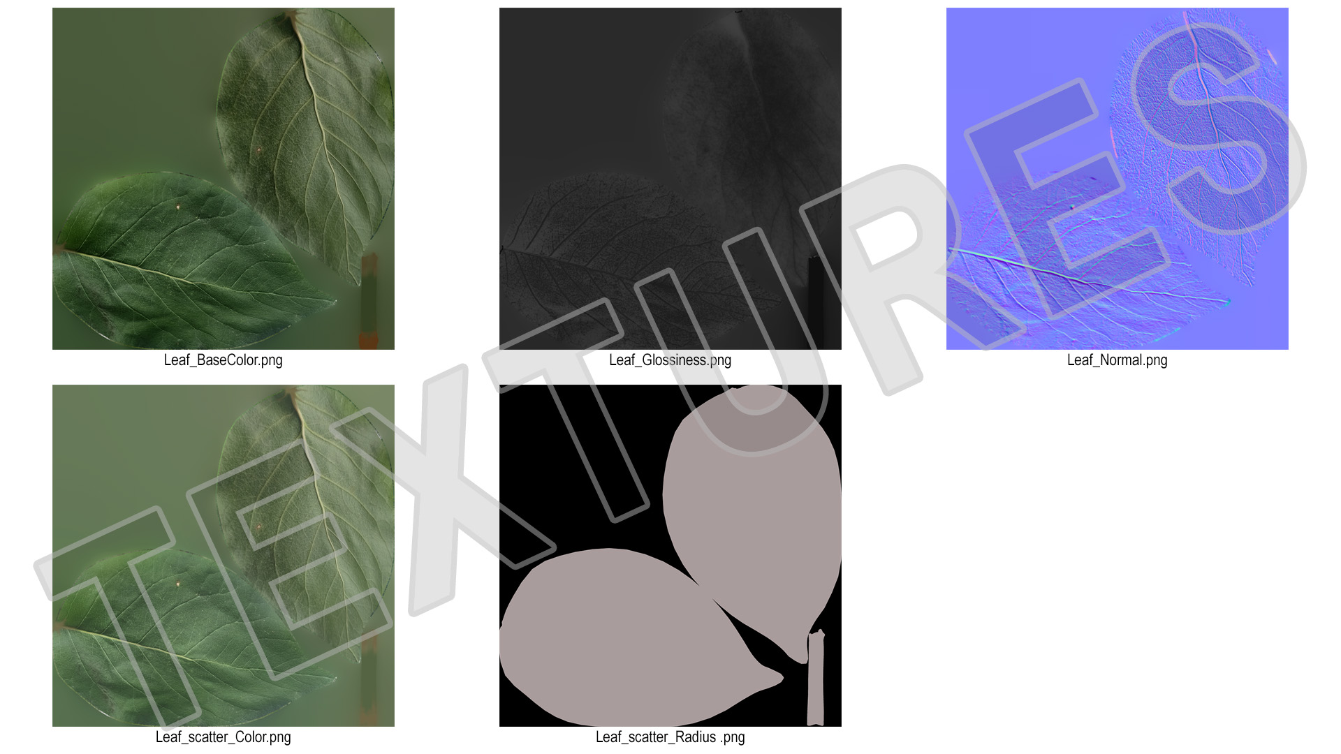 3D Quince Leaf