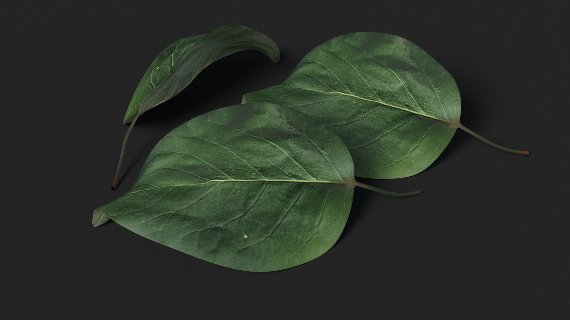 3D Quince Leaf