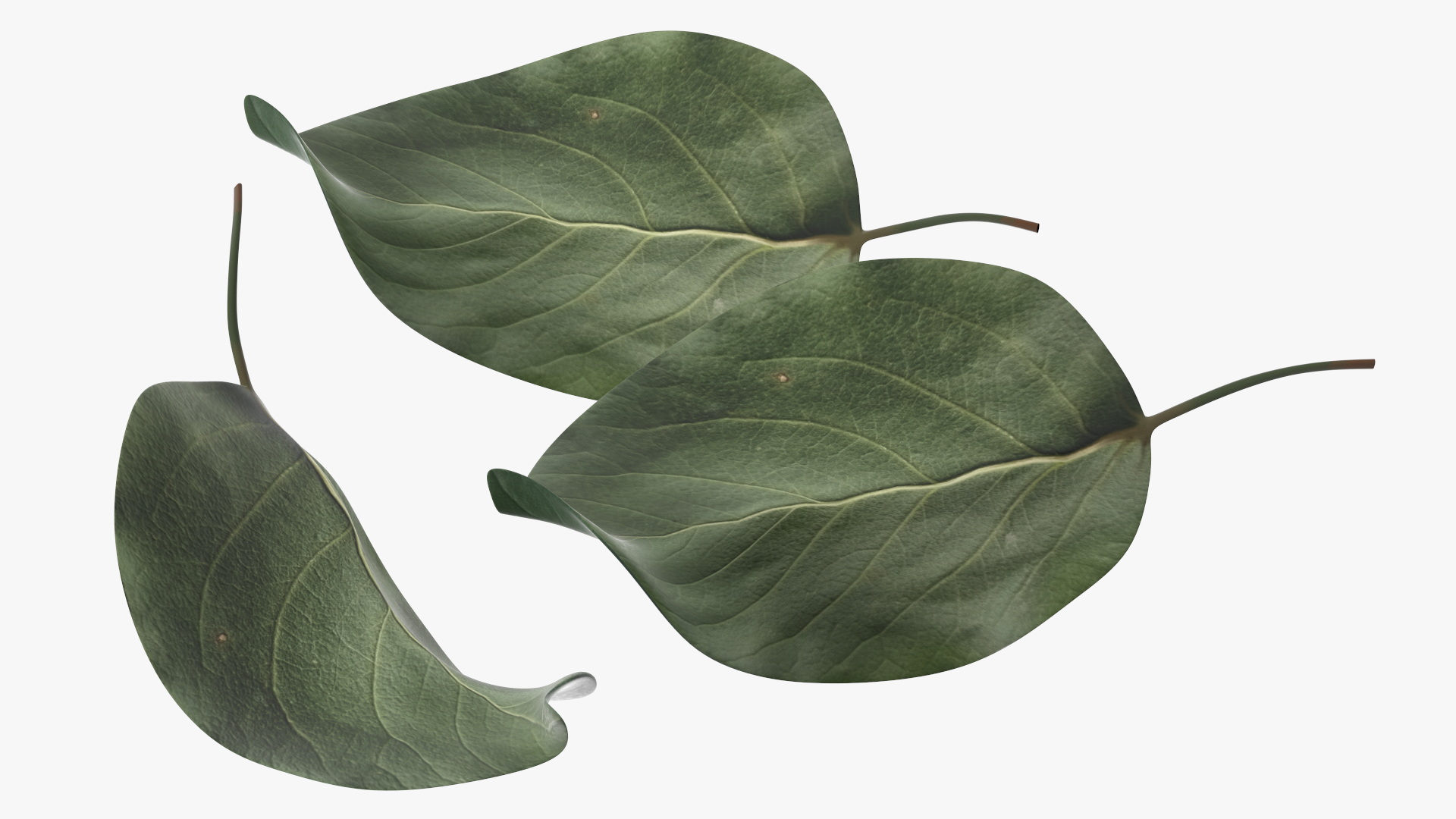 3D Quince Leaf