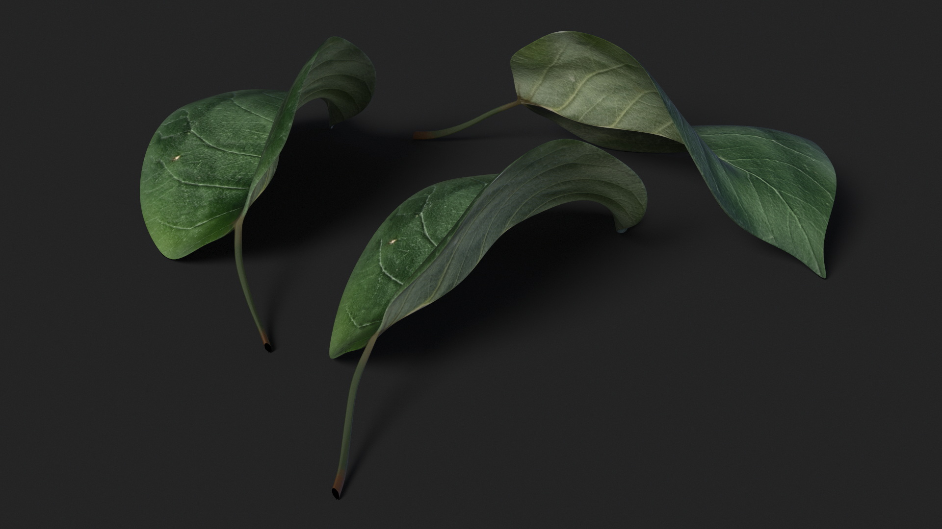 3D Quince Leaf