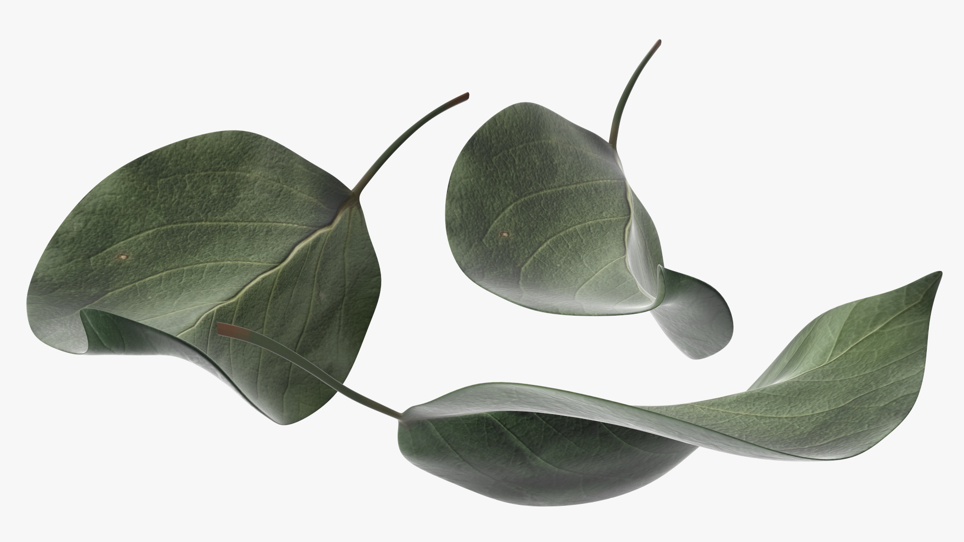 3D Quince Leaf