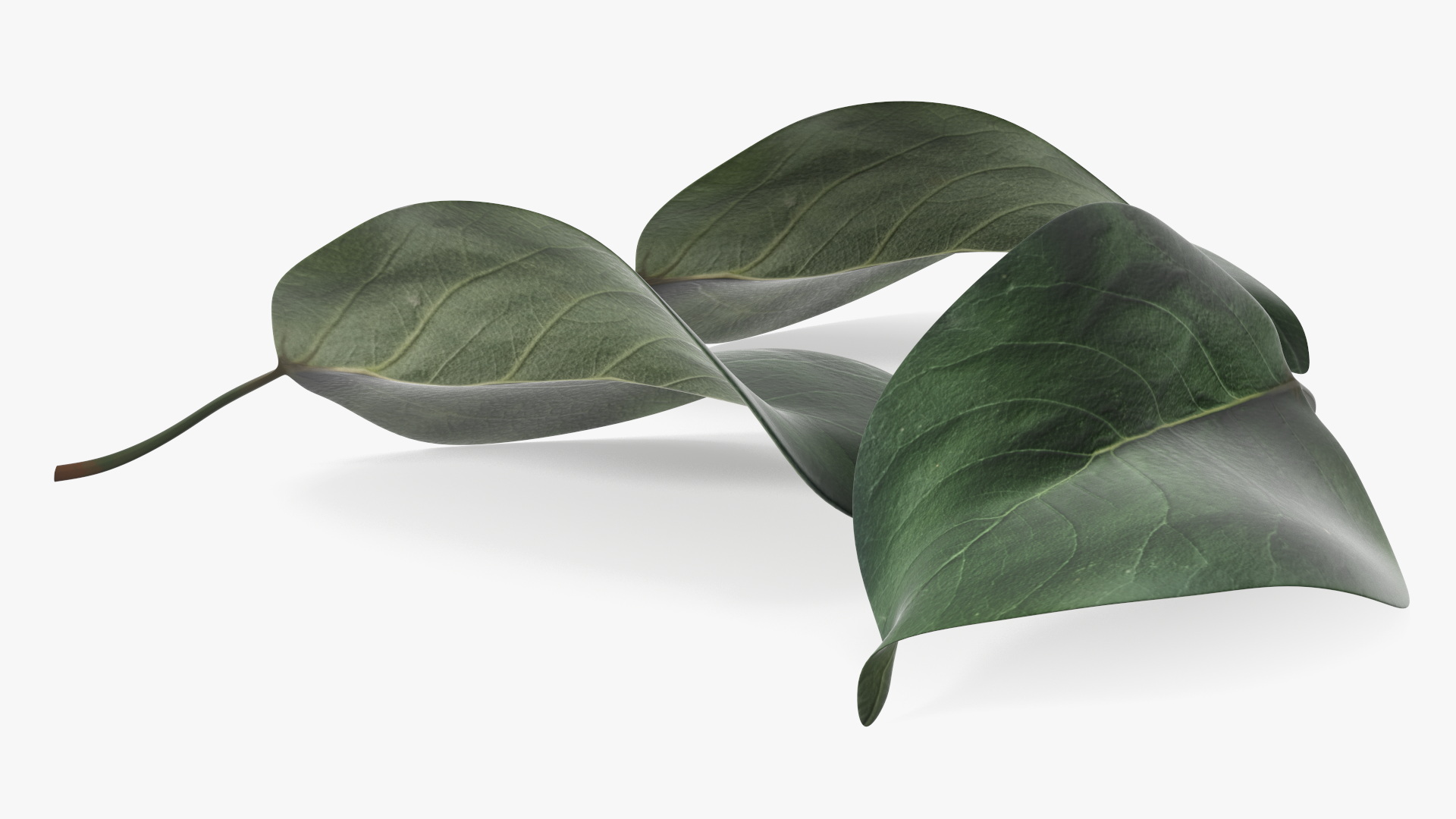 3D Quince Leaf