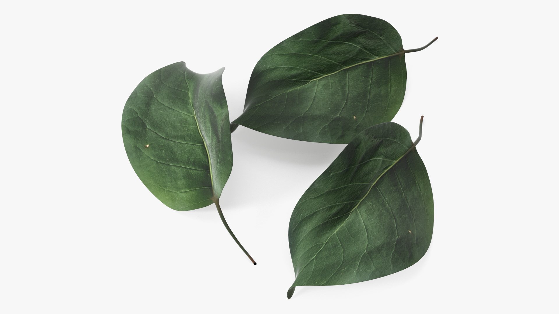 3D Quince Leaf