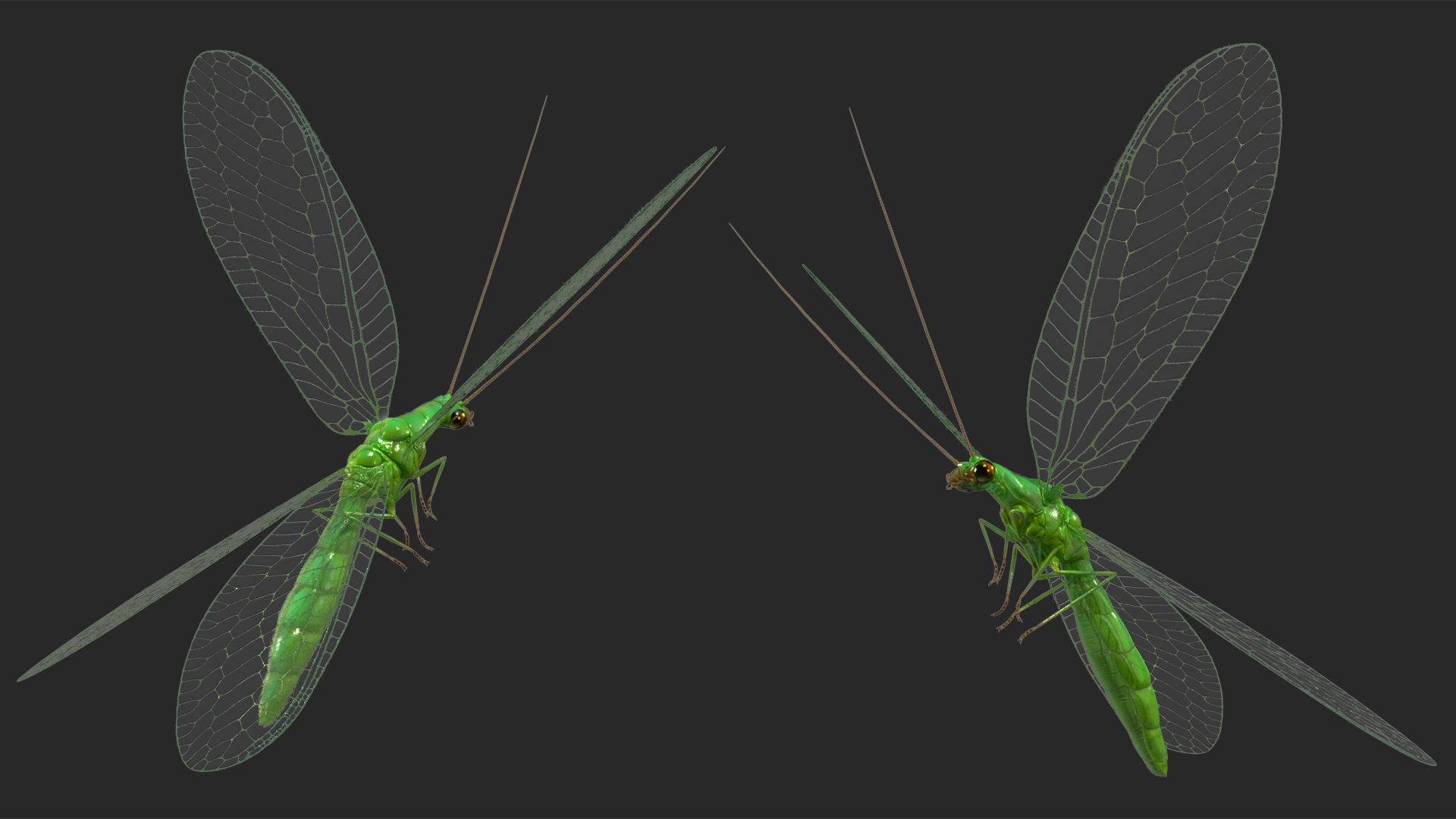 3D model Green Lacewing Fur Rigged