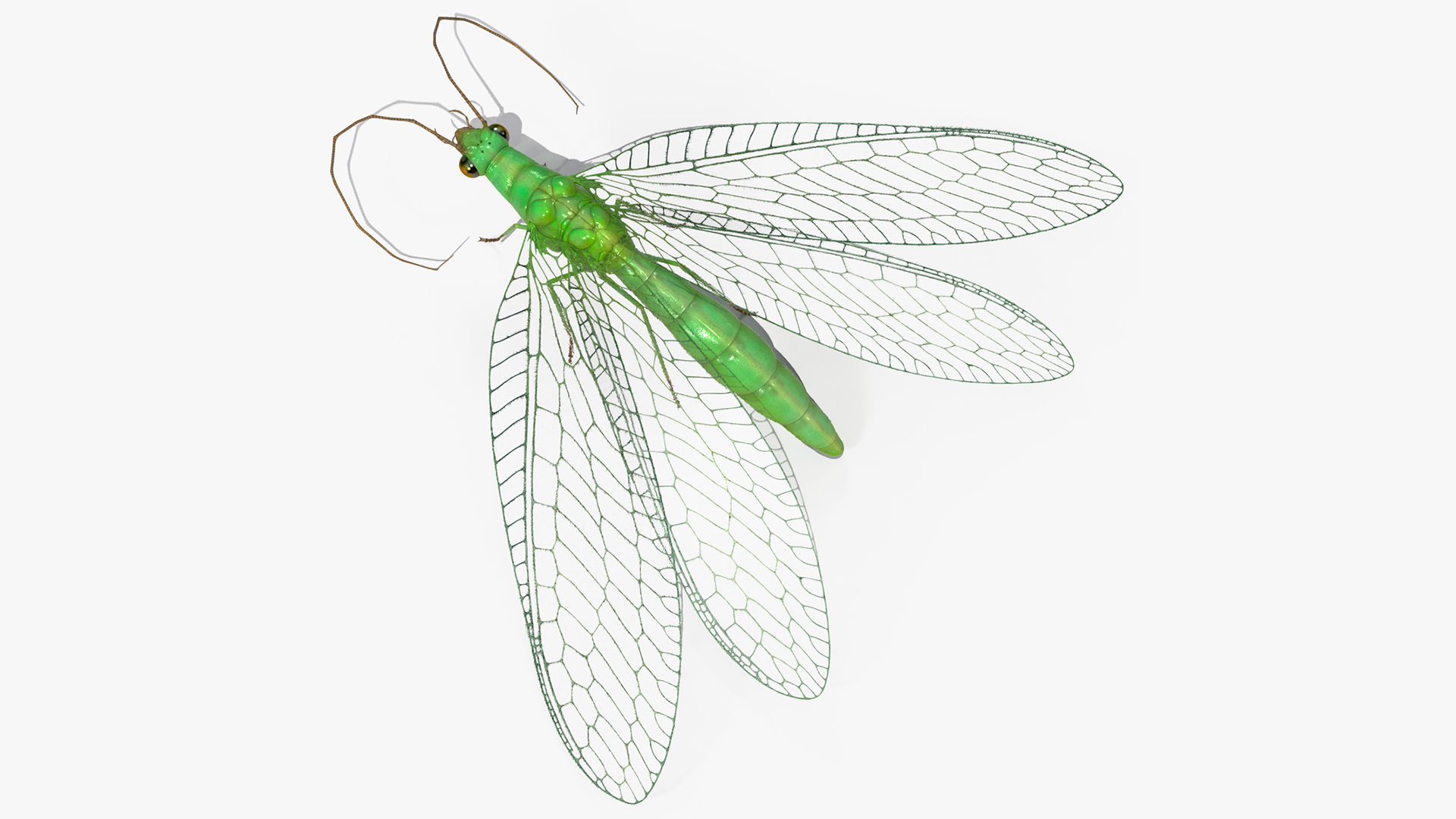 3D model Green Lacewing Fur Rigged