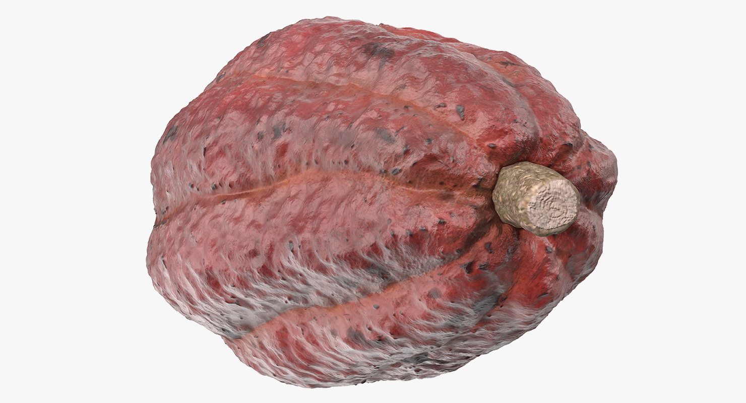 3D model Cocoa Fruit Set