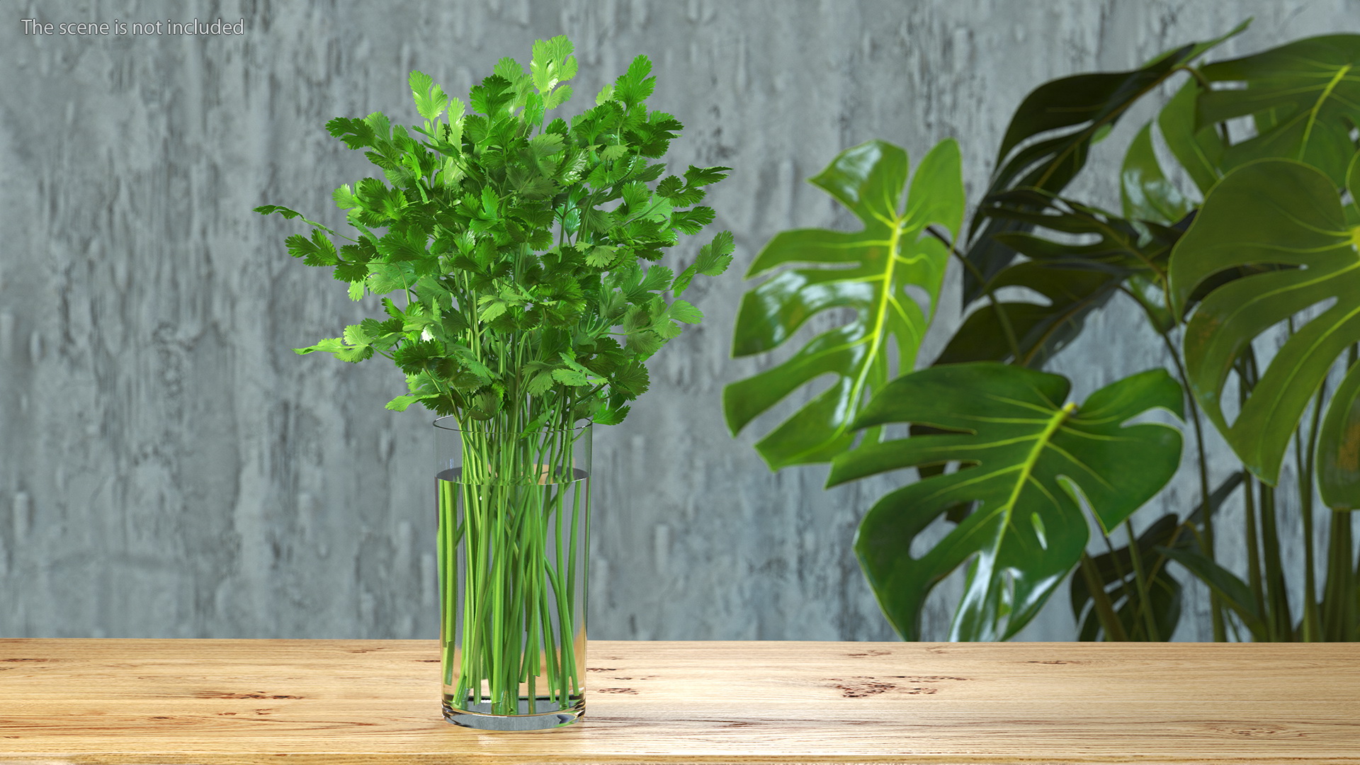 3D model Cilantro Water Glass