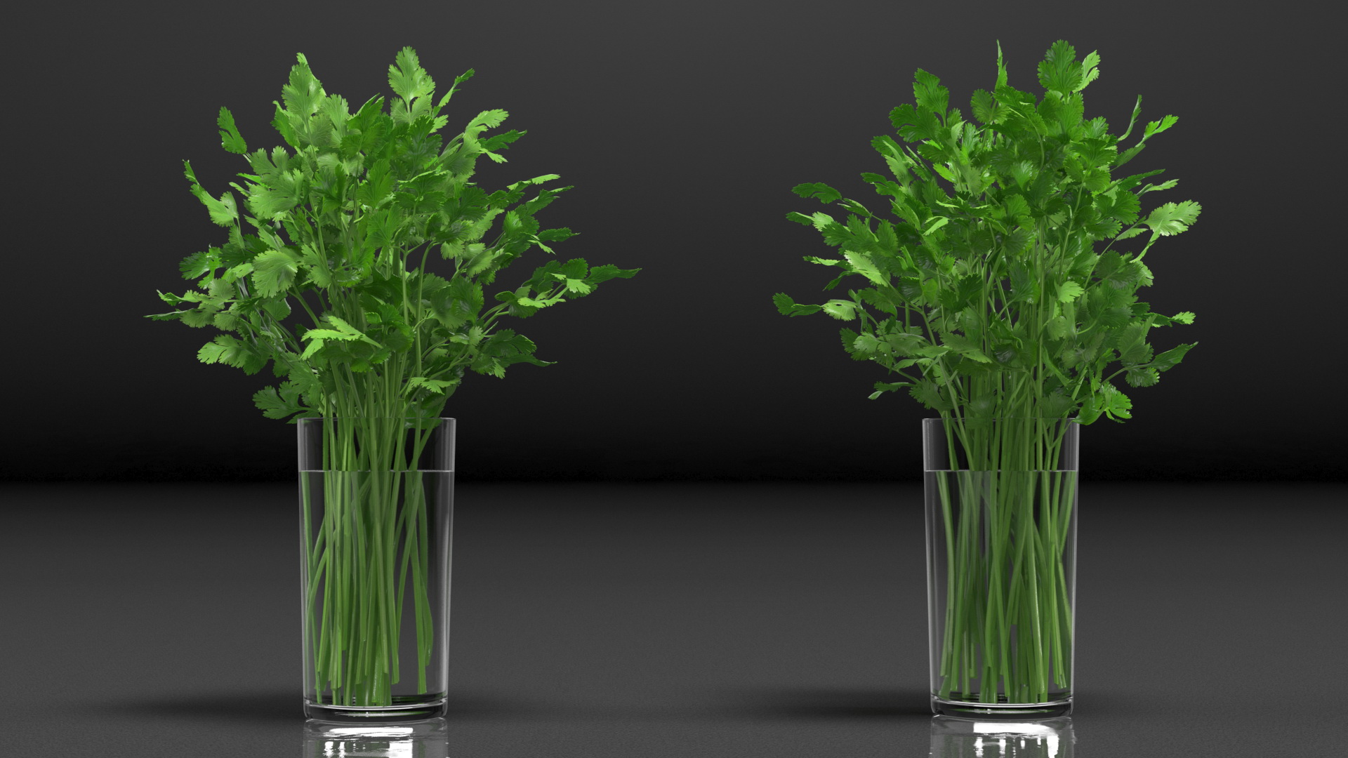 3D model Cilantro Water Glass