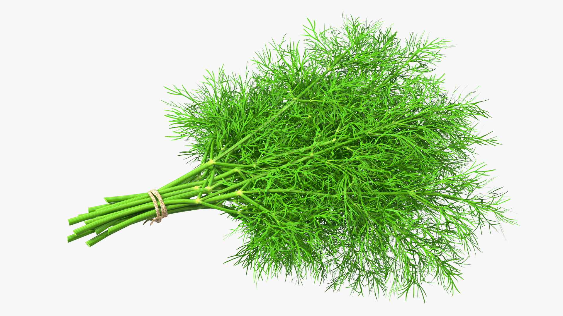 3D model Dill Bunch With Rope