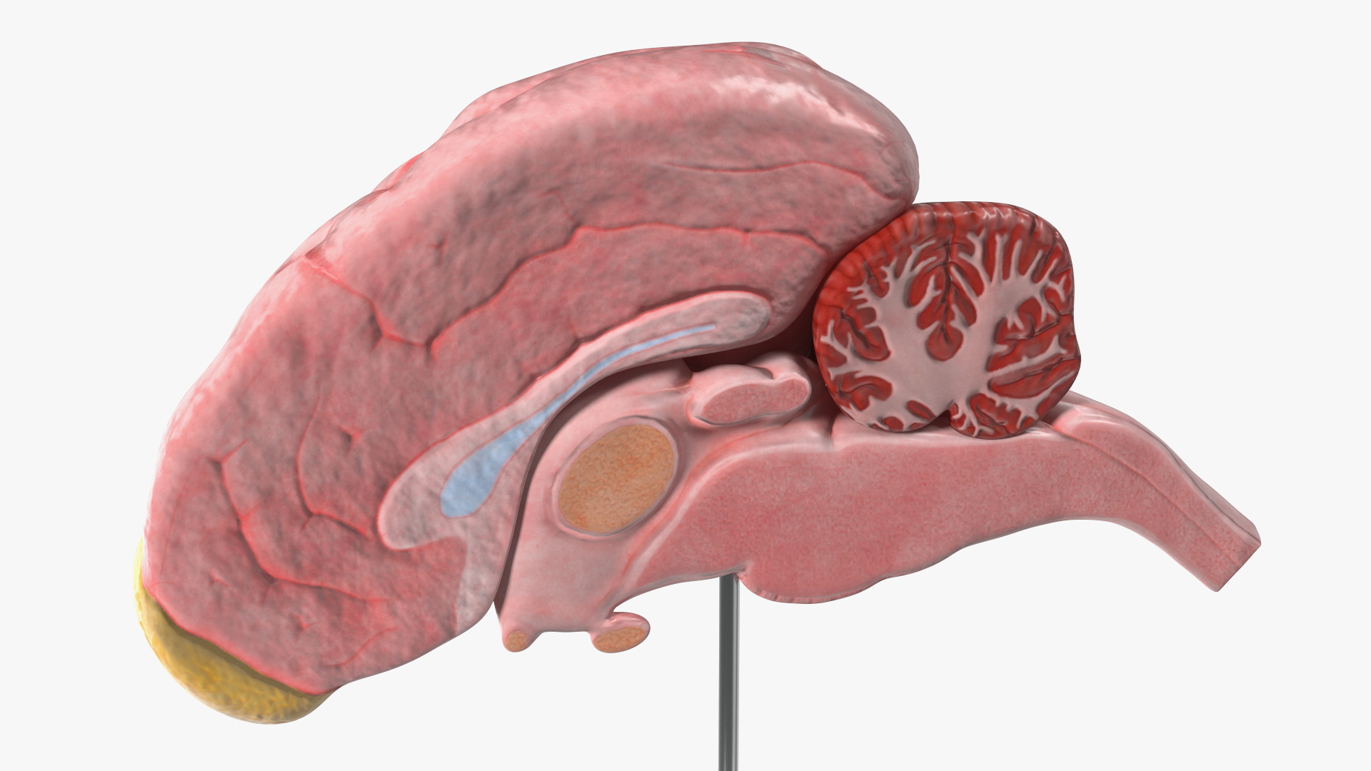 Dog Right Cerebral Hemisphere on Base Stand, view 4
