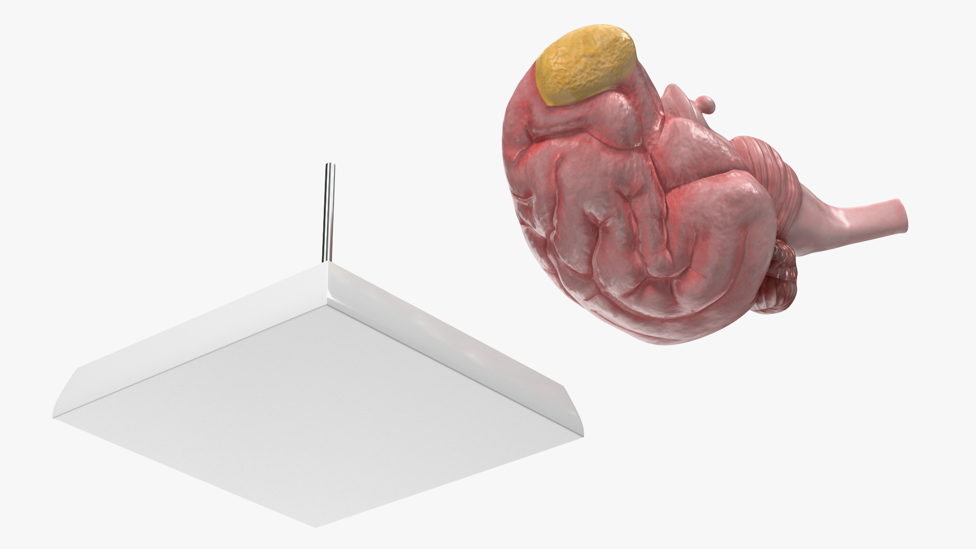 Dog Right Cerebral Hemisphere on Base Stand, view 5