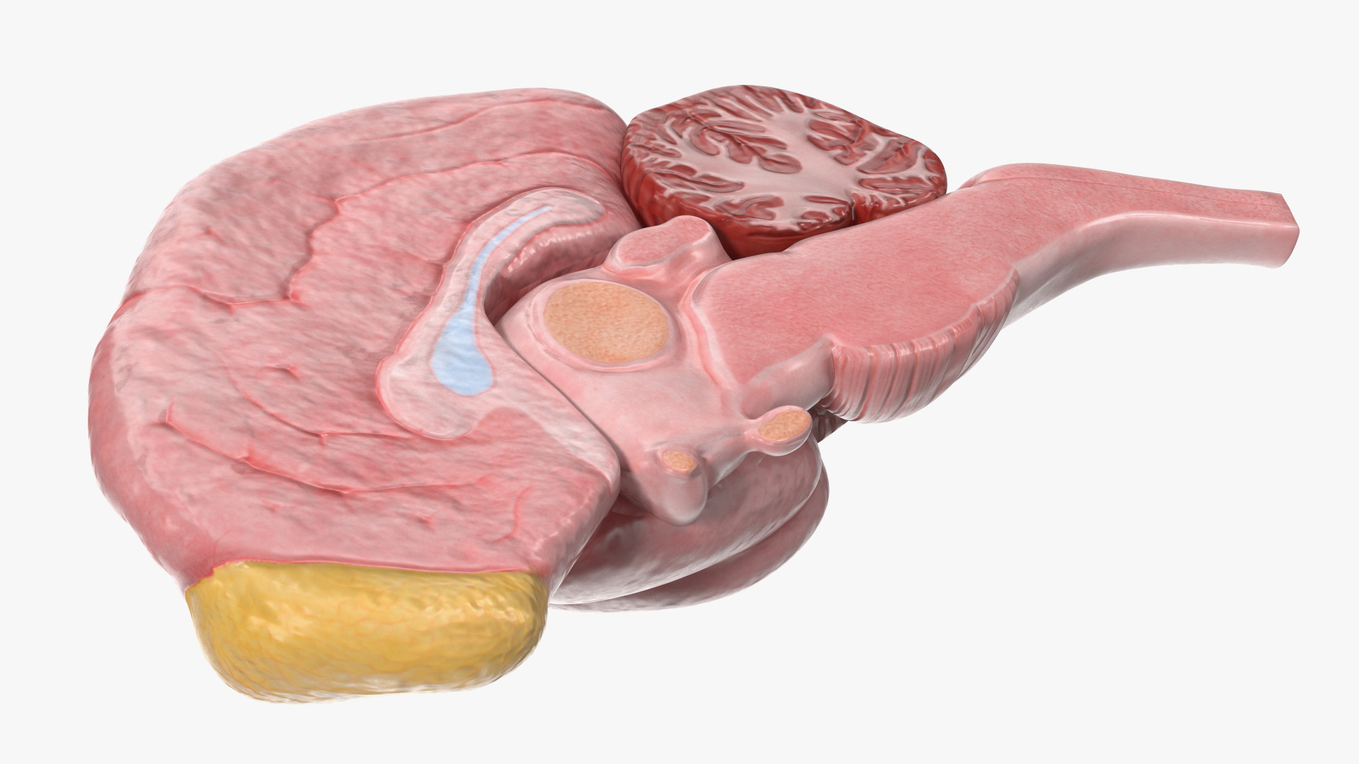 Dog Right Cerebral Hemisphere on Base Stand, view 6