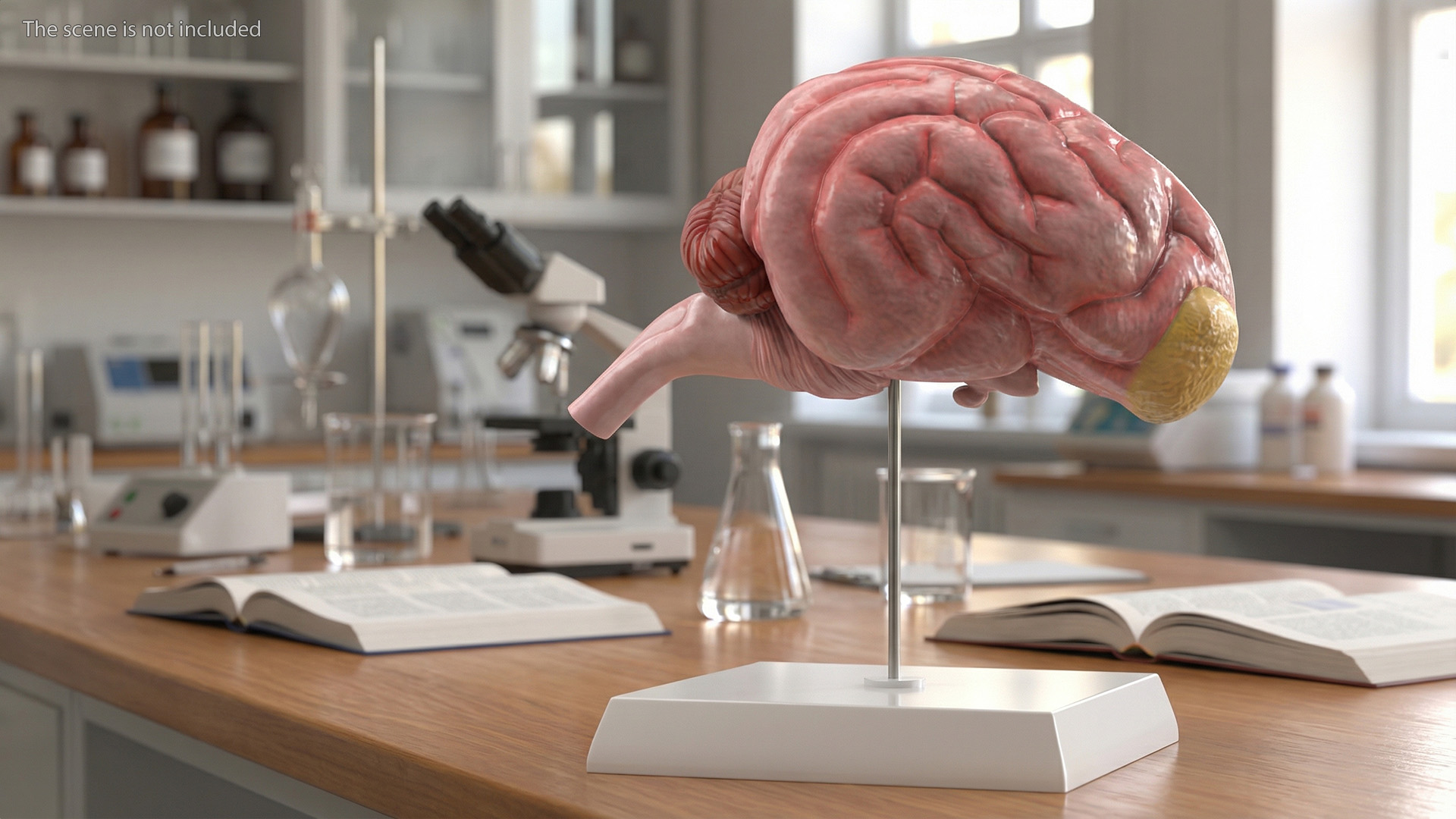 Dog Right Cerebral Hemisphere on Base Stand, view 11