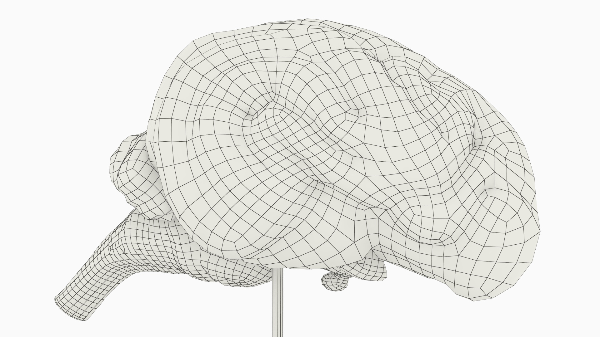 Dog Right Cerebral Hemisphere on Base Stand, view 9