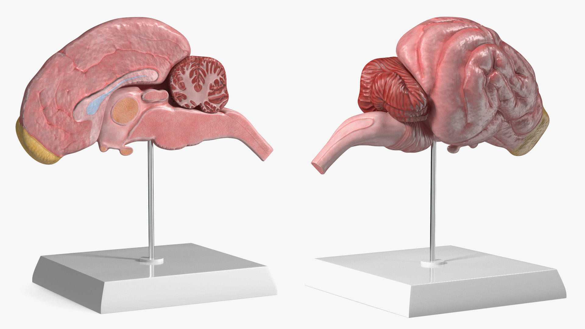 Dog Right Cerebral Hemisphere on Base Stand, view 2