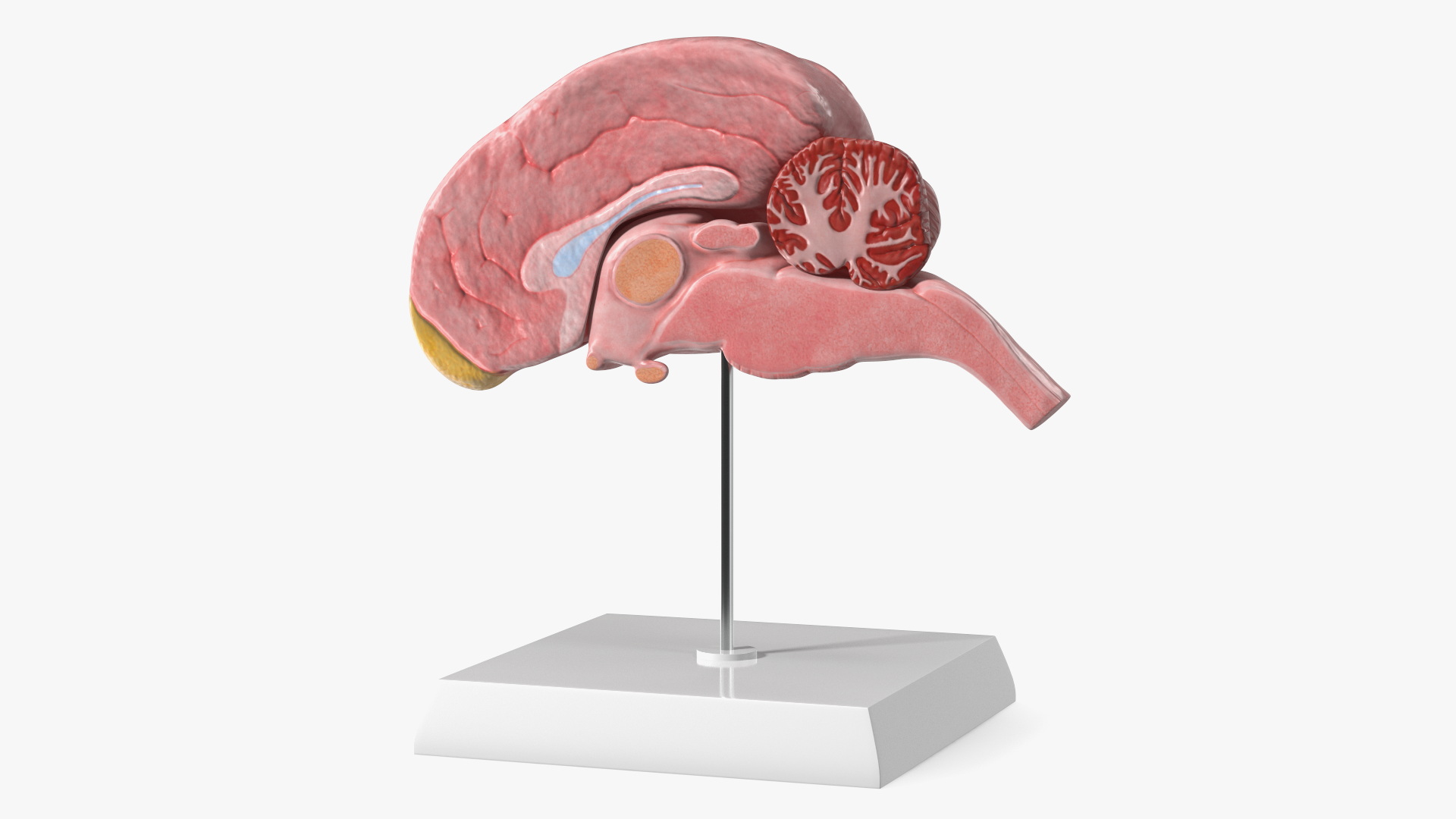Dog Right Cerebral Hemisphere on Base Stand