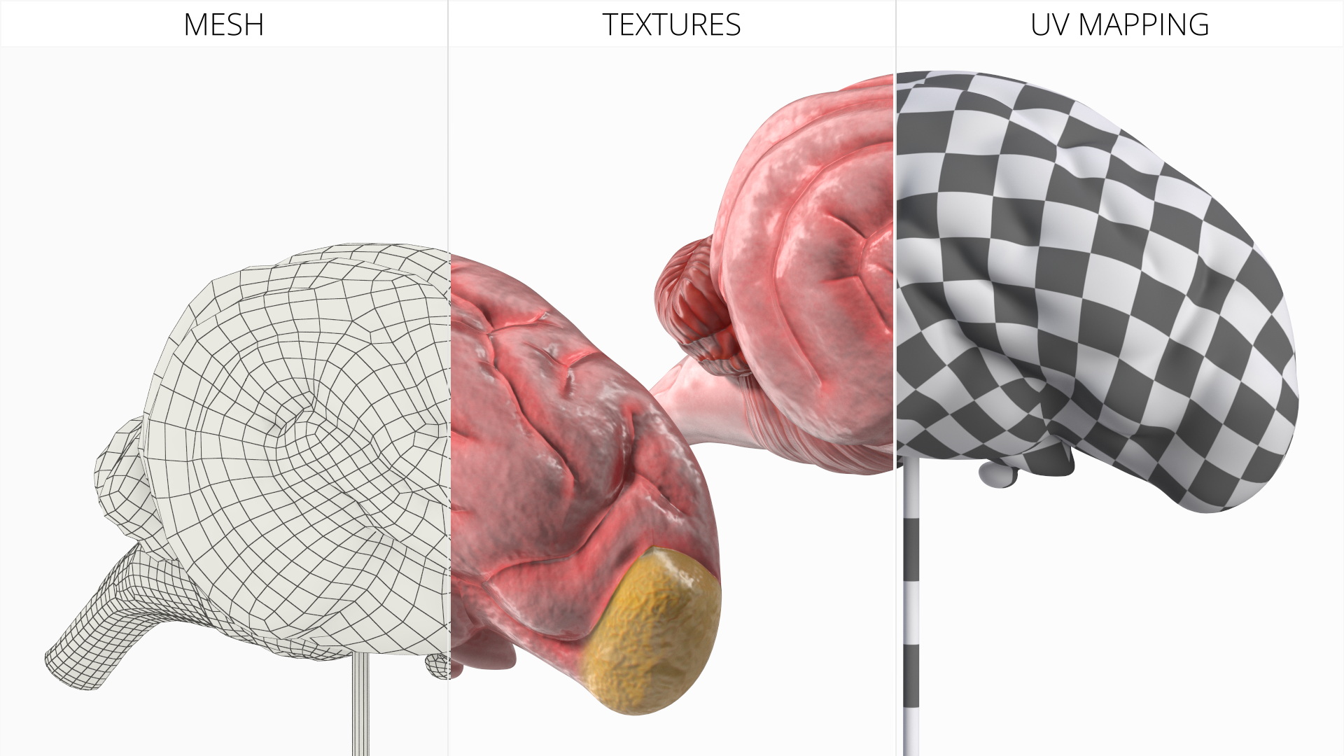 Dog Right Cerebral Hemisphere on Base Stand, view 7