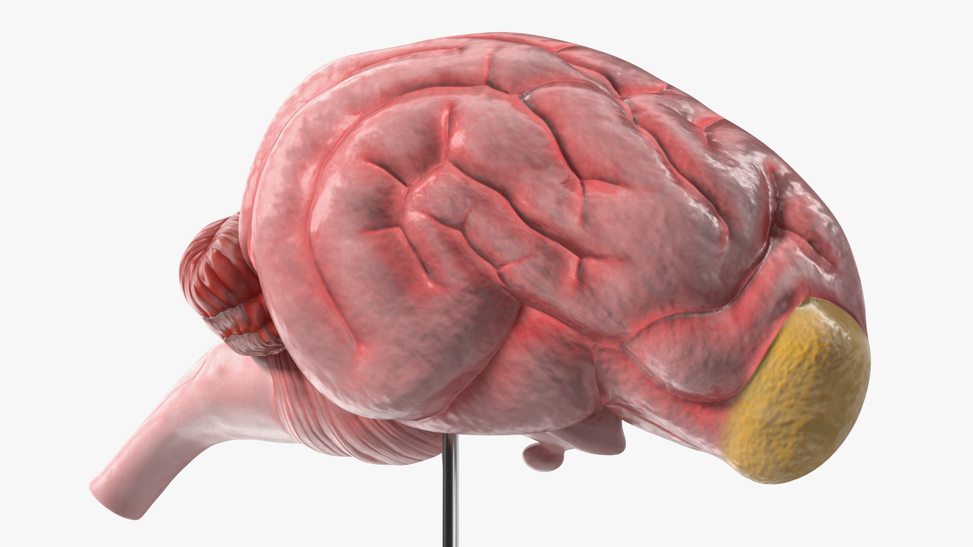 Dog Right Cerebral Hemisphere on Base Stand, view 3