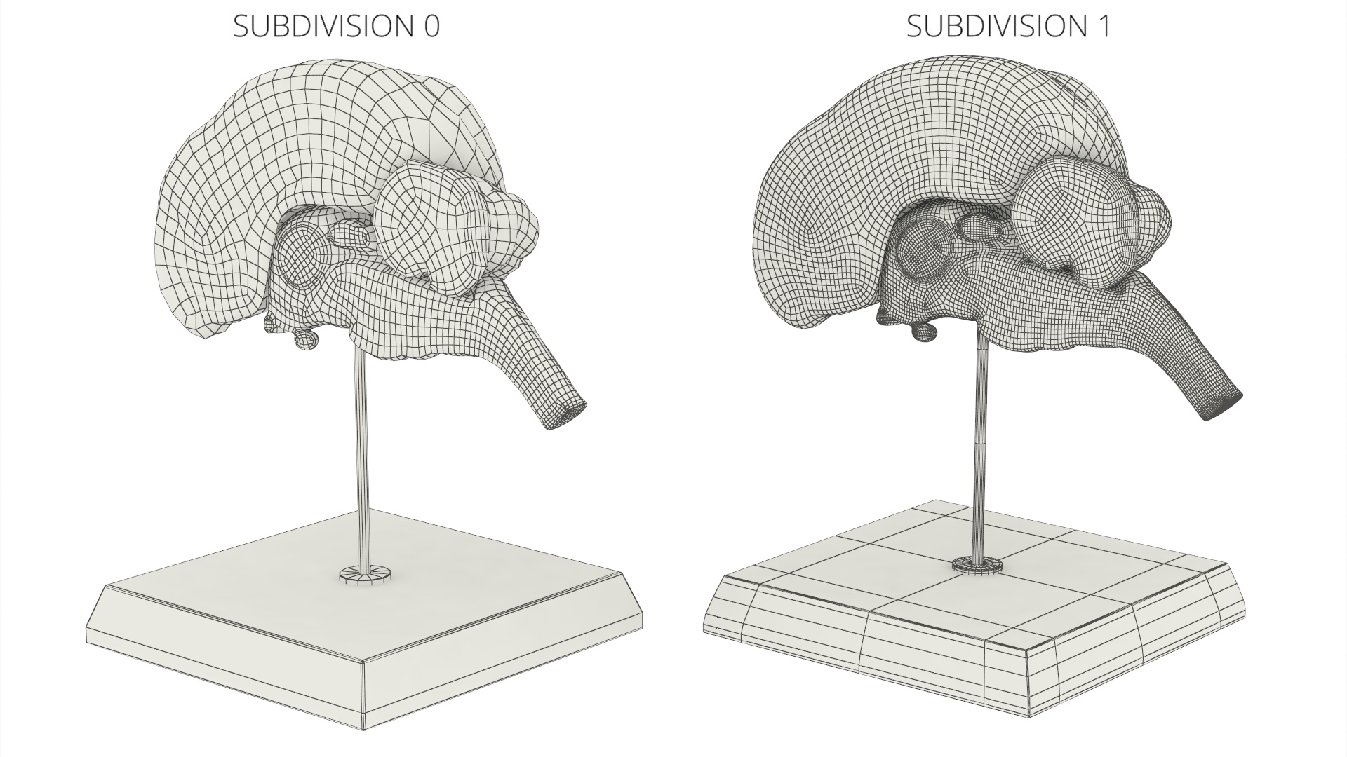 Dog Right Cerebral Hemisphere on Base Stand, view 8