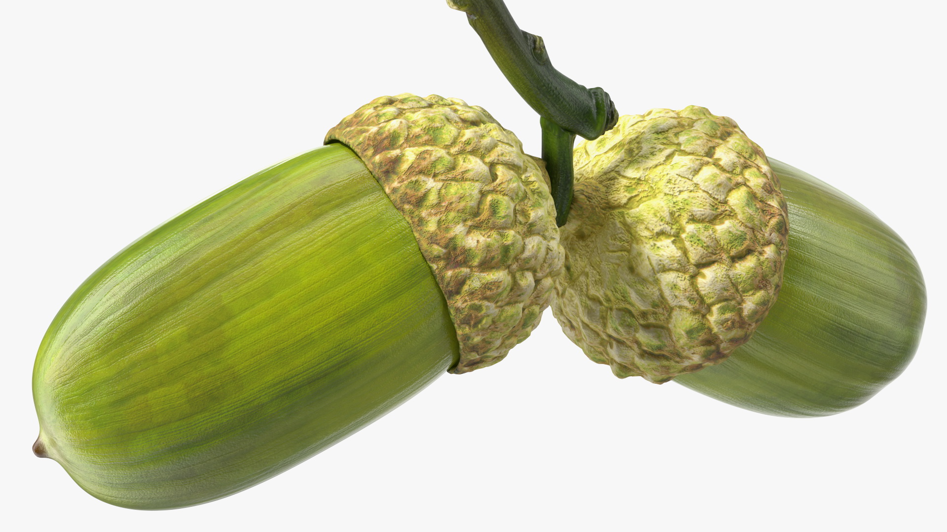 Green Acorns with Leaf 3D