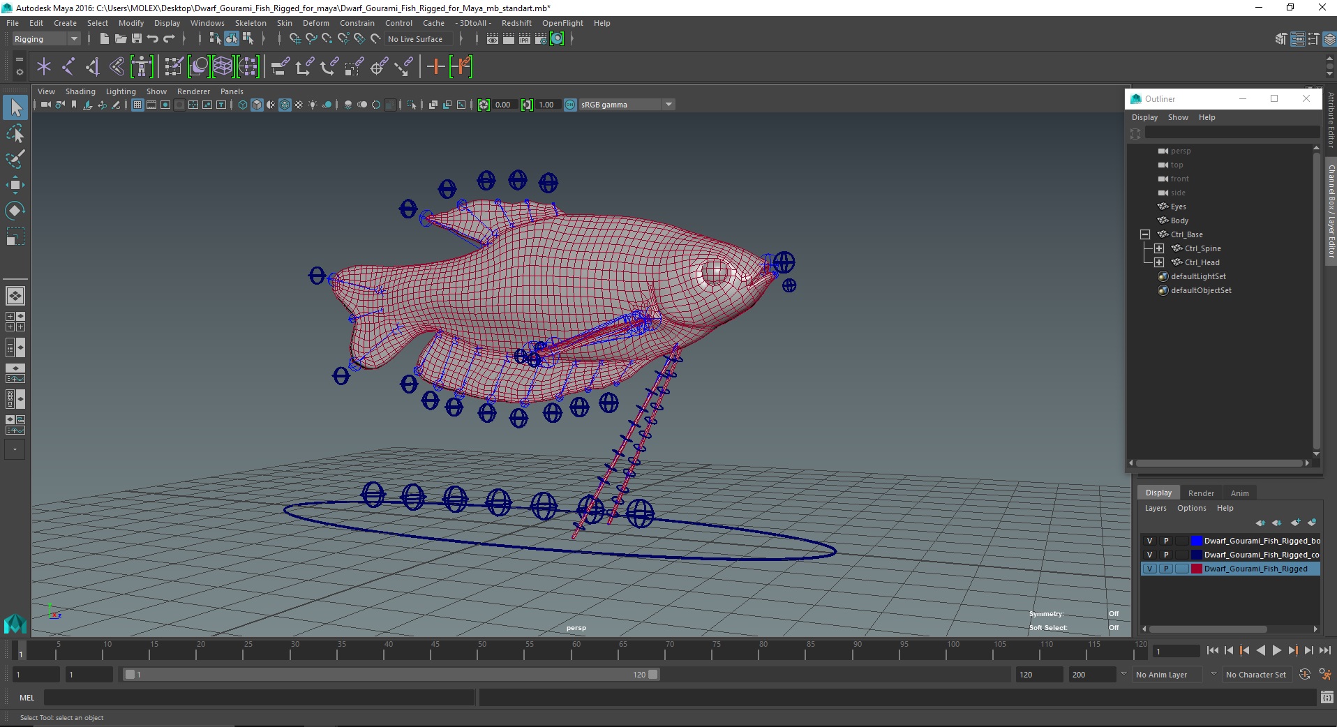Dwarf Gourami Fish Rigged for Maya 3D model