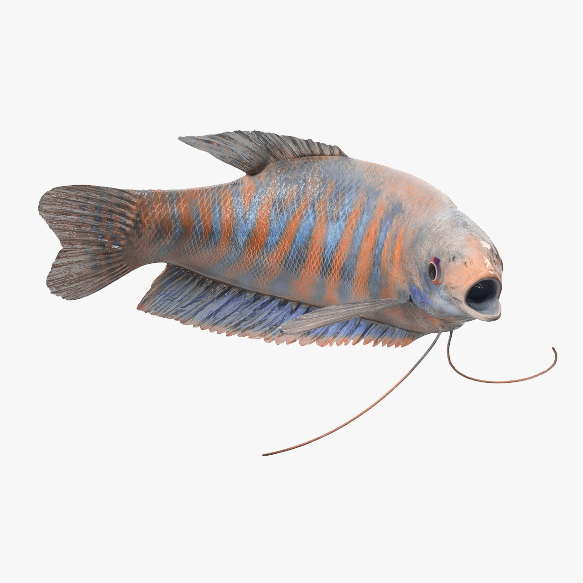 Dwarf Gourami Fish Rigged for Maya 3D model