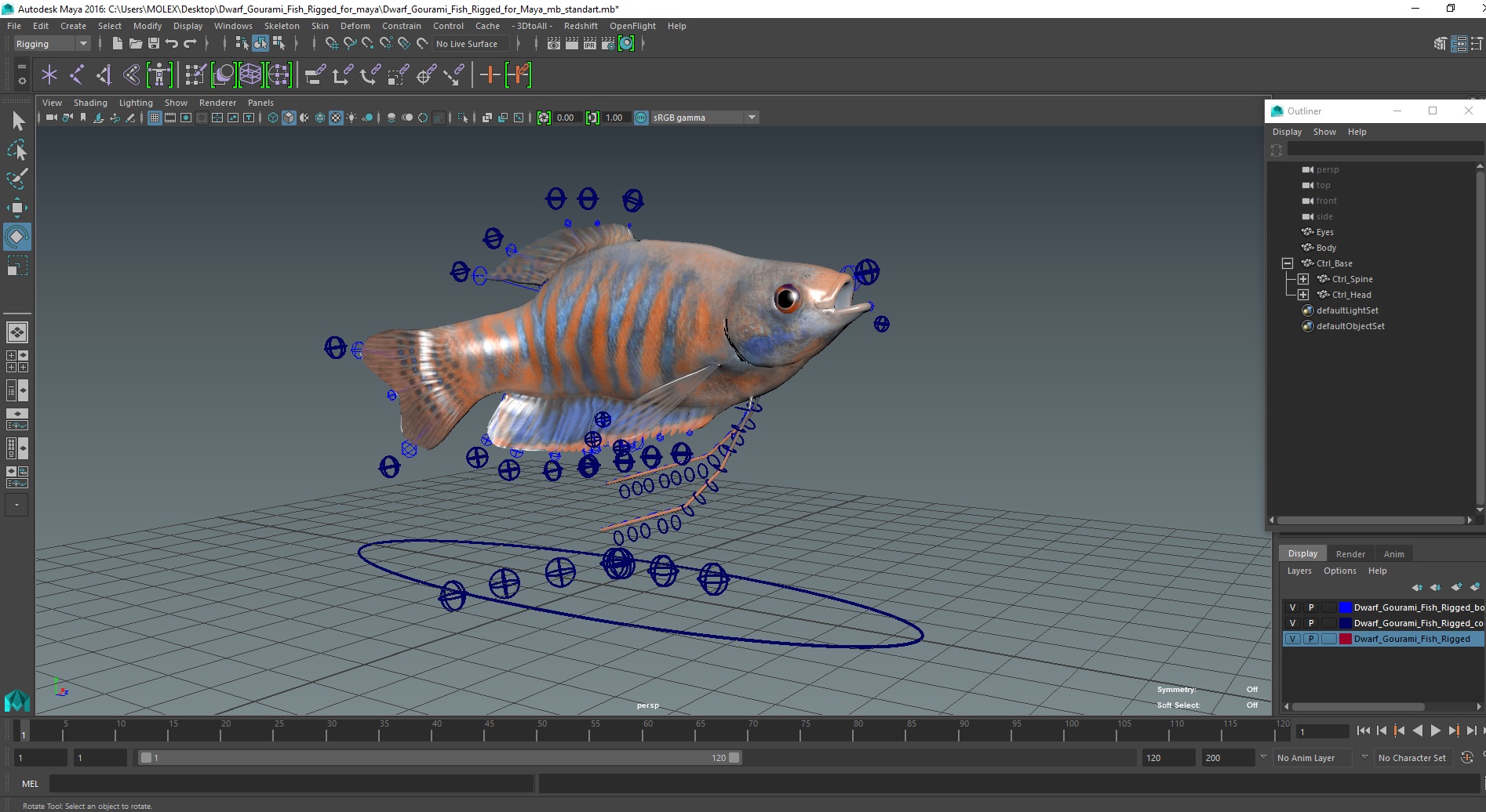 Dwarf Gourami Fish Rigged for Maya 3D model