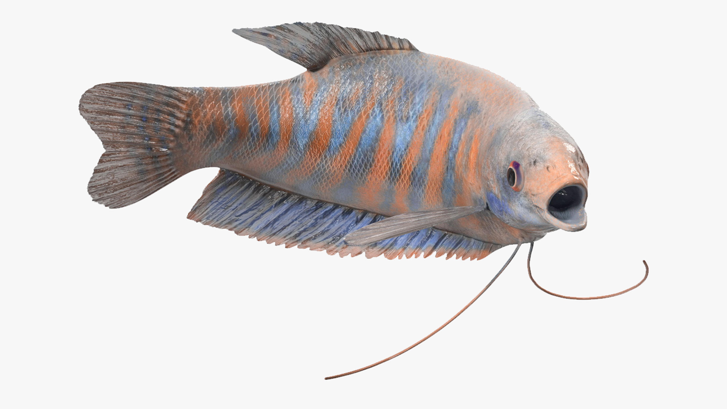 Dwarf Gourami Fish Rigged for Maya 3D model
