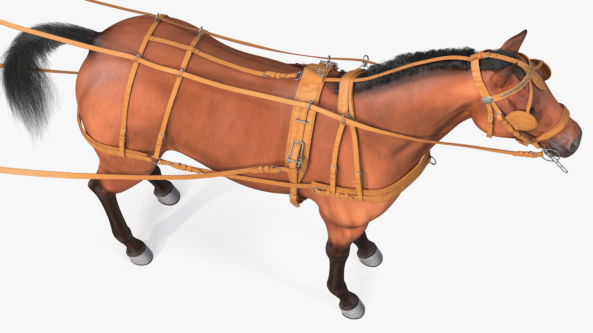 3D Horse Drawn Leather Single Driving Harness Fur Rigged model