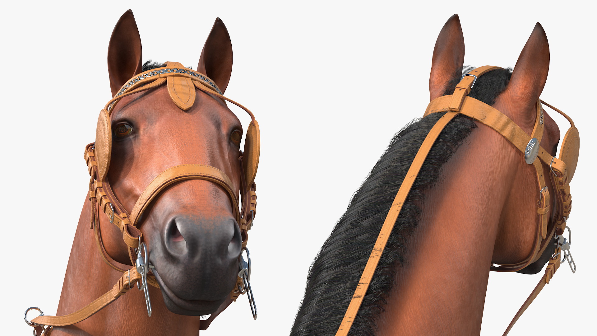 3D Horse Drawn Leather Single Driving Harness Fur Rigged model