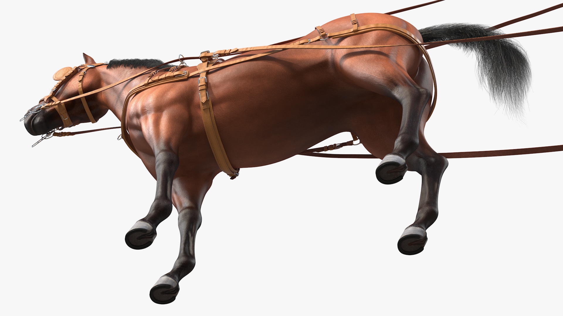 3D Horse Drawn Leather Single Driving Harness Fur Rigged model
