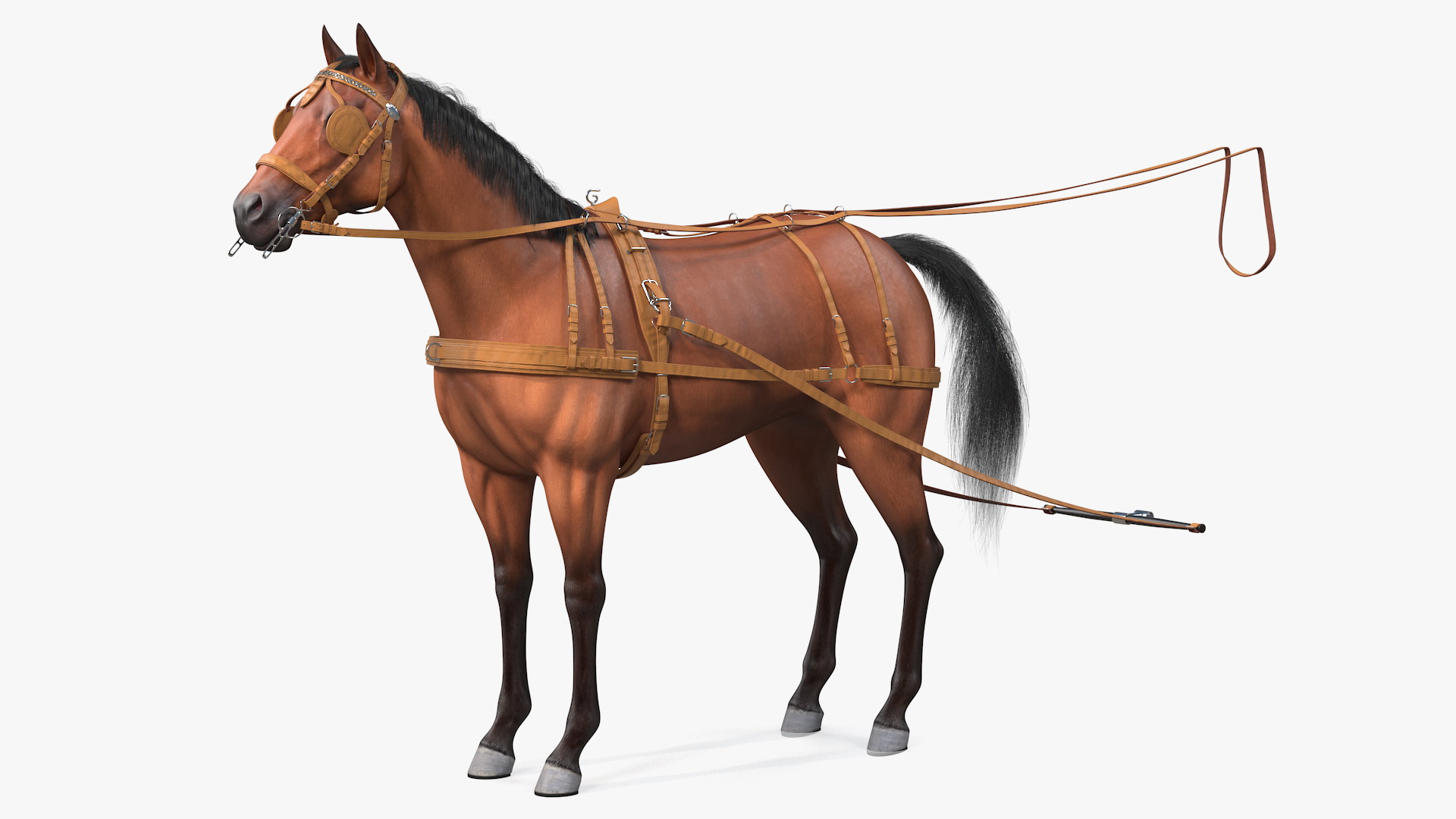 3D Horse Drawn Leather Single Driving Harness Fur Rigged model