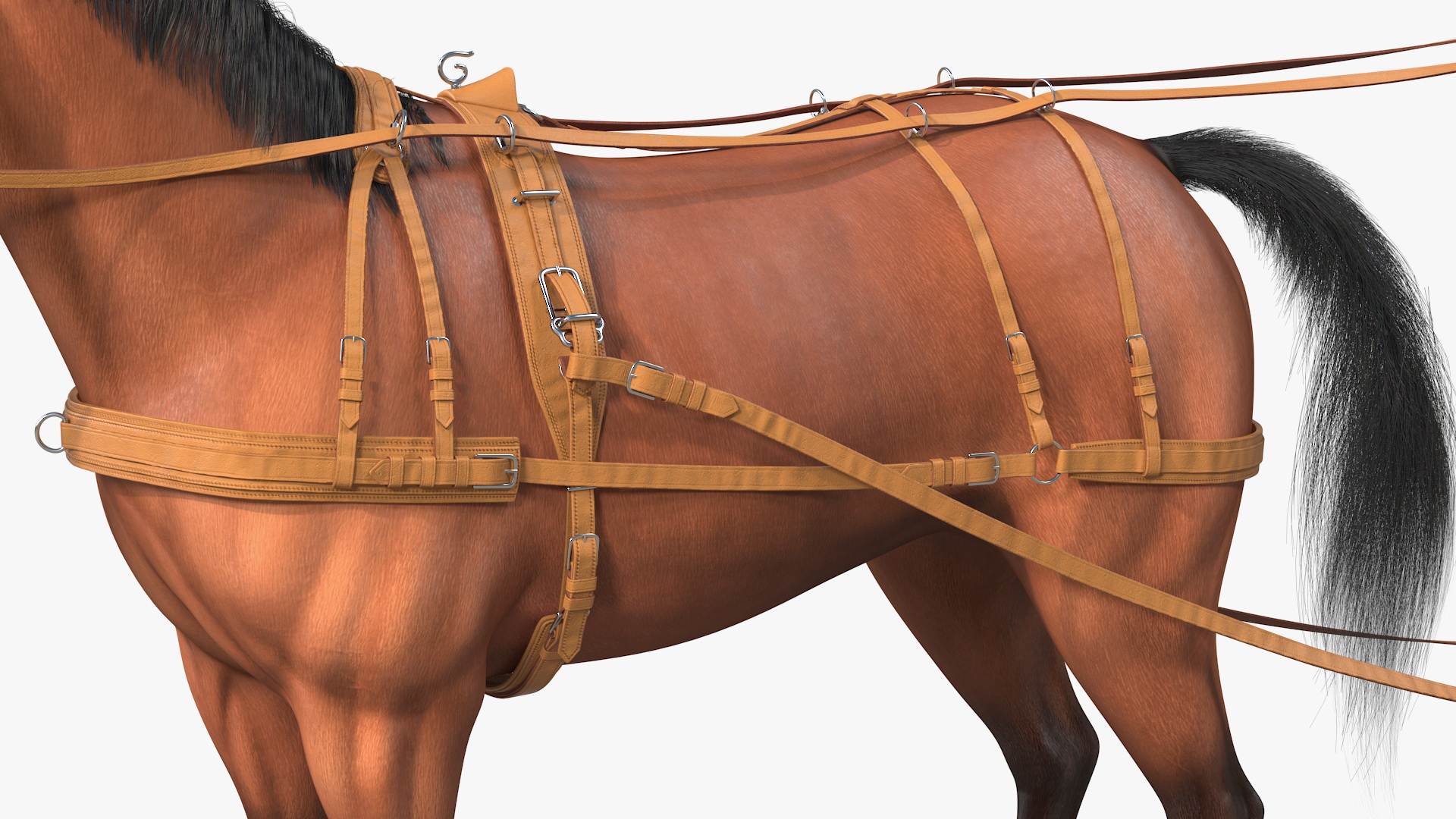 3D Horse Drawn Leather Single Driving Harness Fur Rigged model