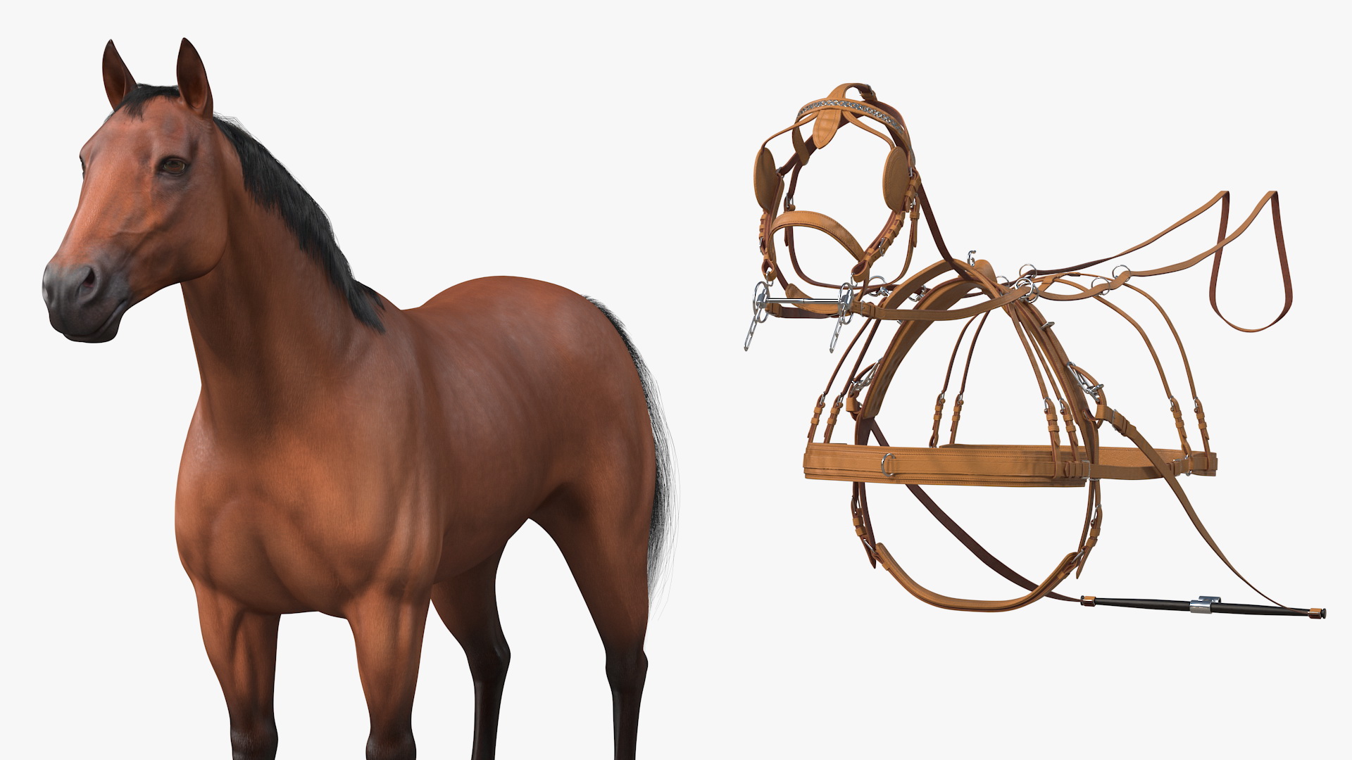 3D Horse Drawn Leather Single Driving Harness Fur Rigged model