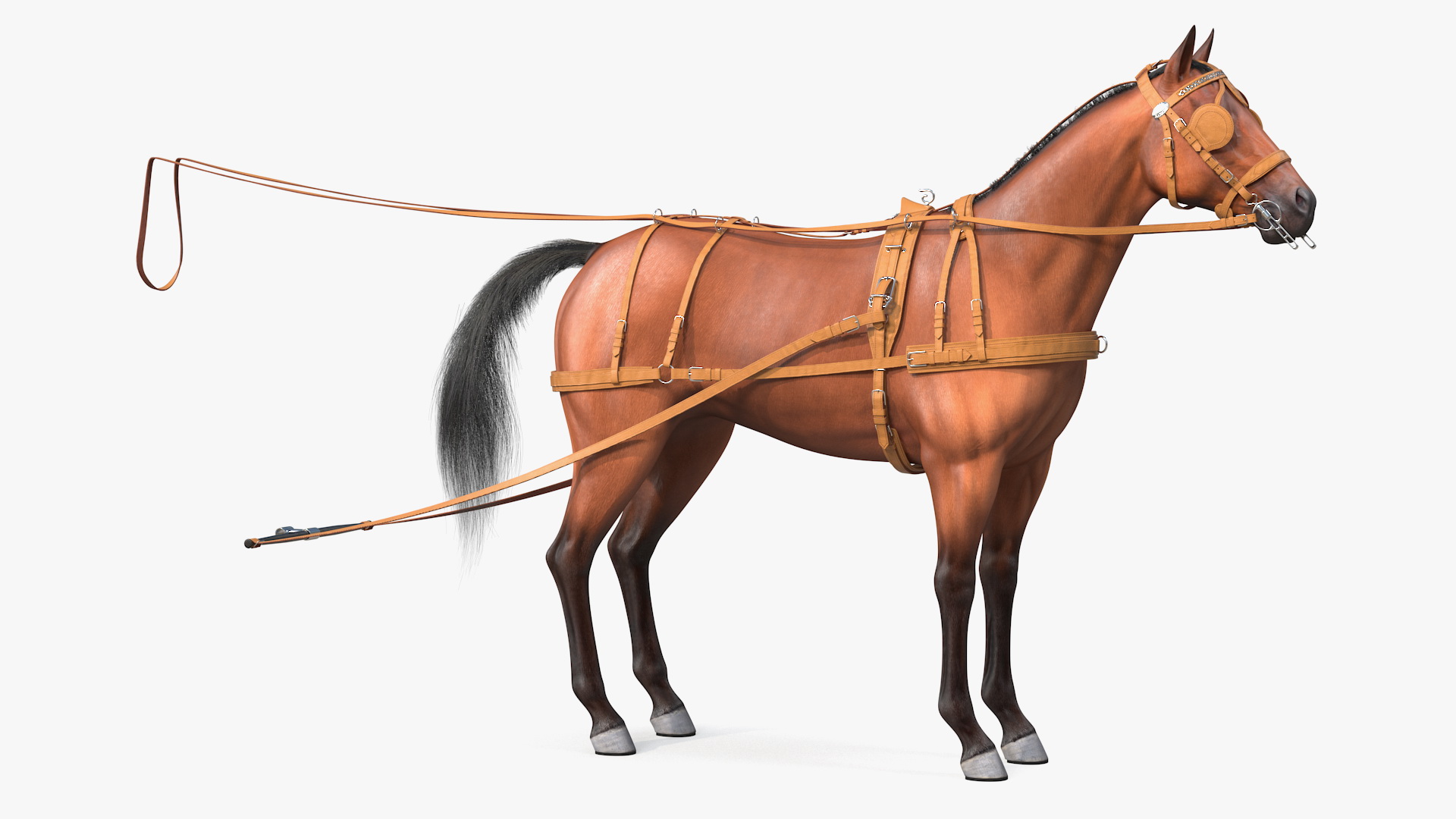 3D Horse Drawn Leather Single Driving Harness Fur Rigged model