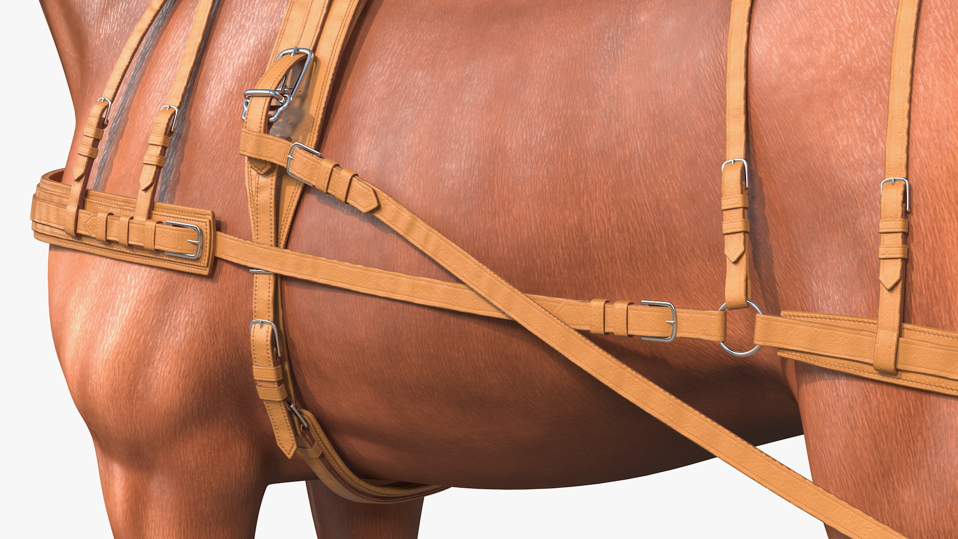 3D Horse Drawn Leather Single Driving Harness Fur Rigged model