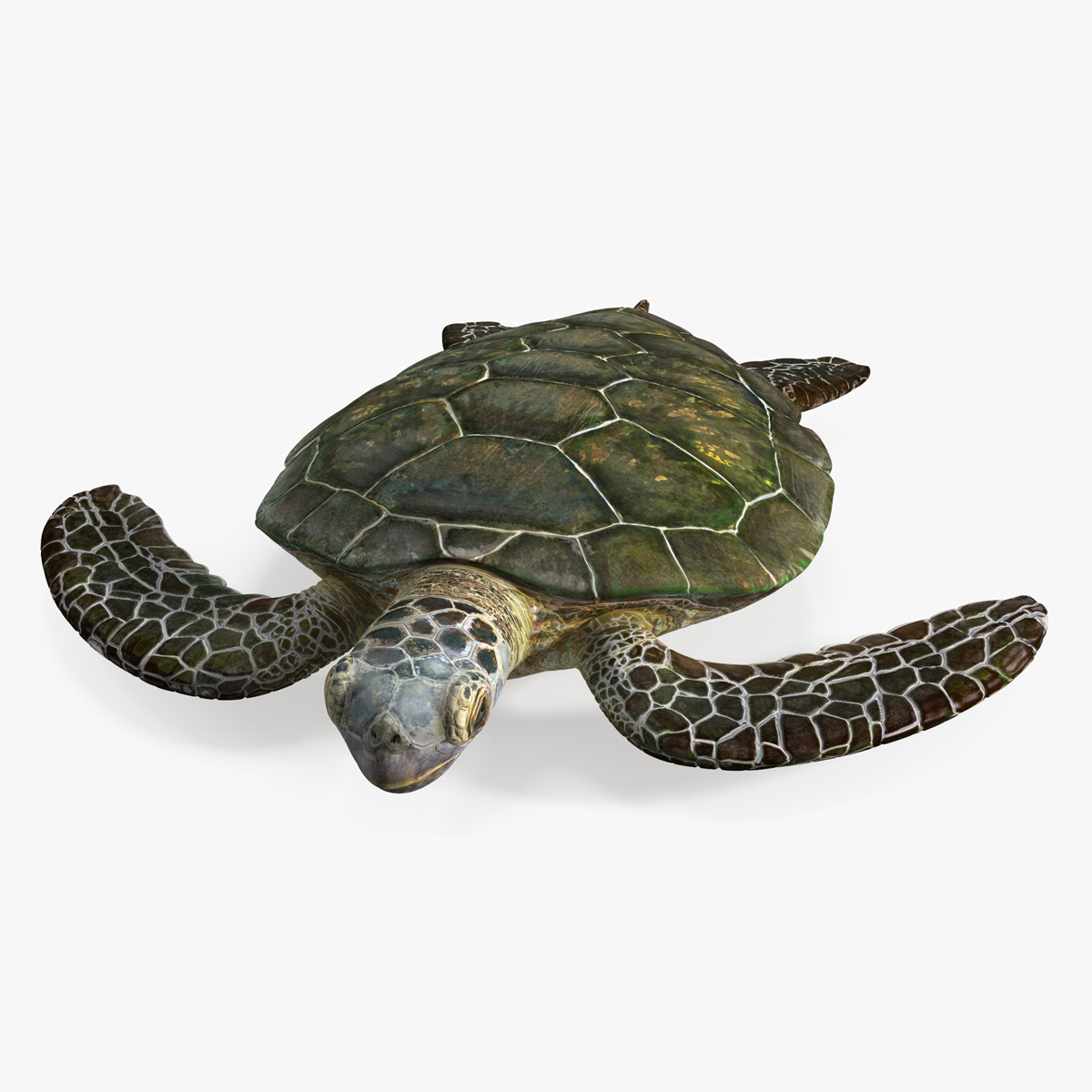 3D Realistic Sea Turtle Rigged for Cinema 4D