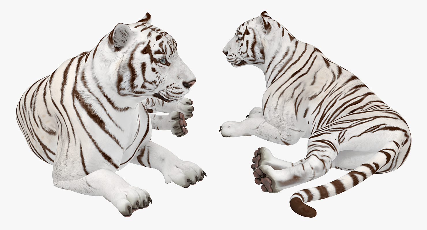 Lying White Tiger 3D
