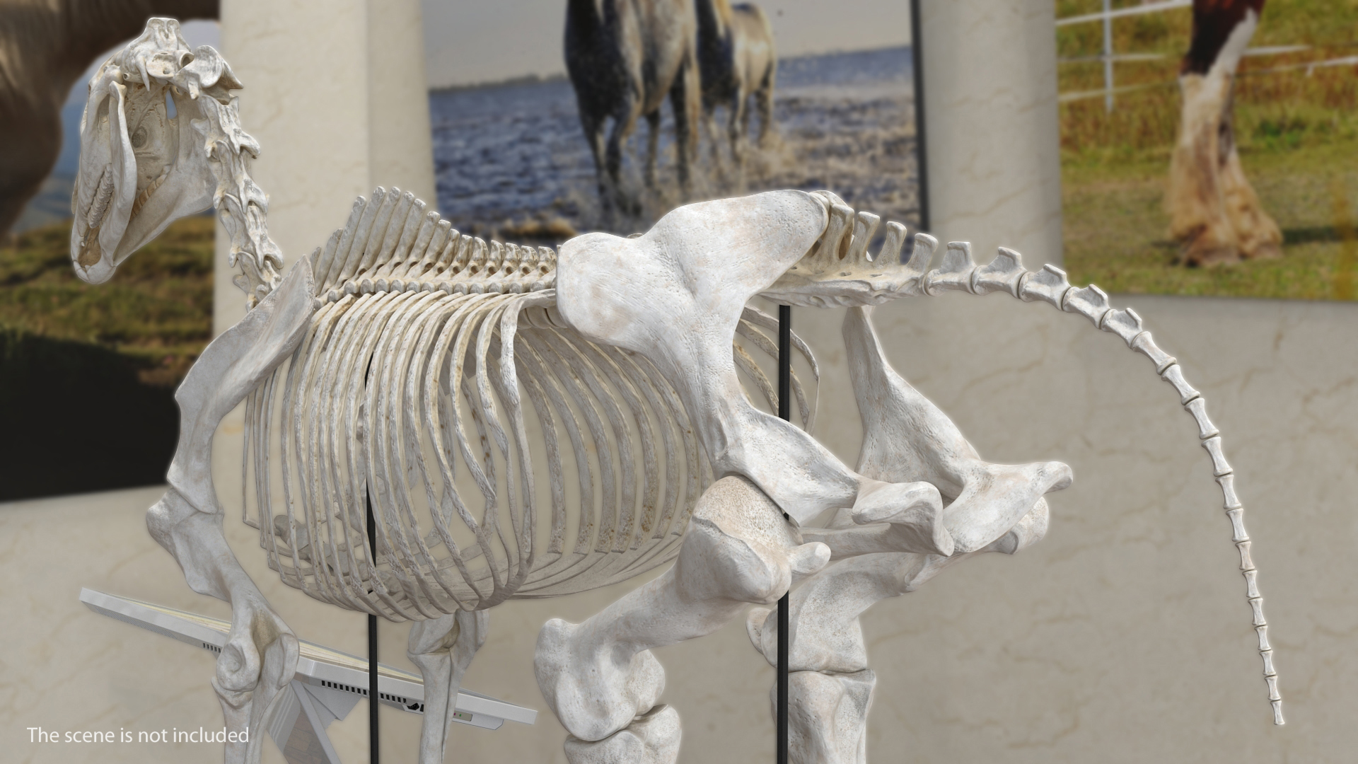3D Tail Skeleton model