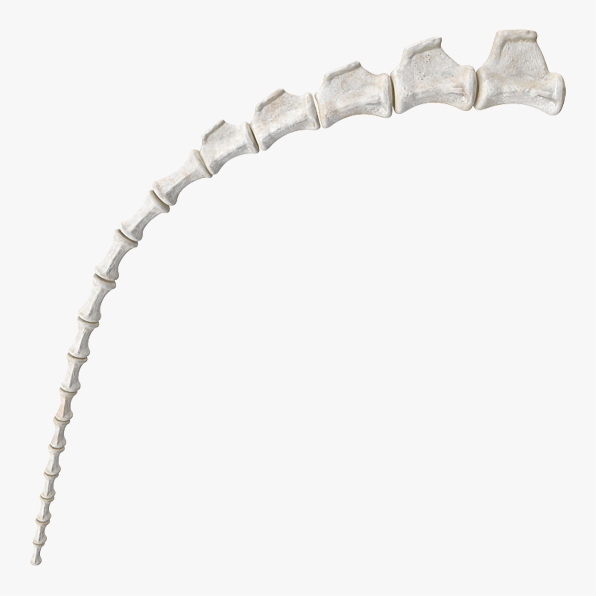 Tail Skeleton