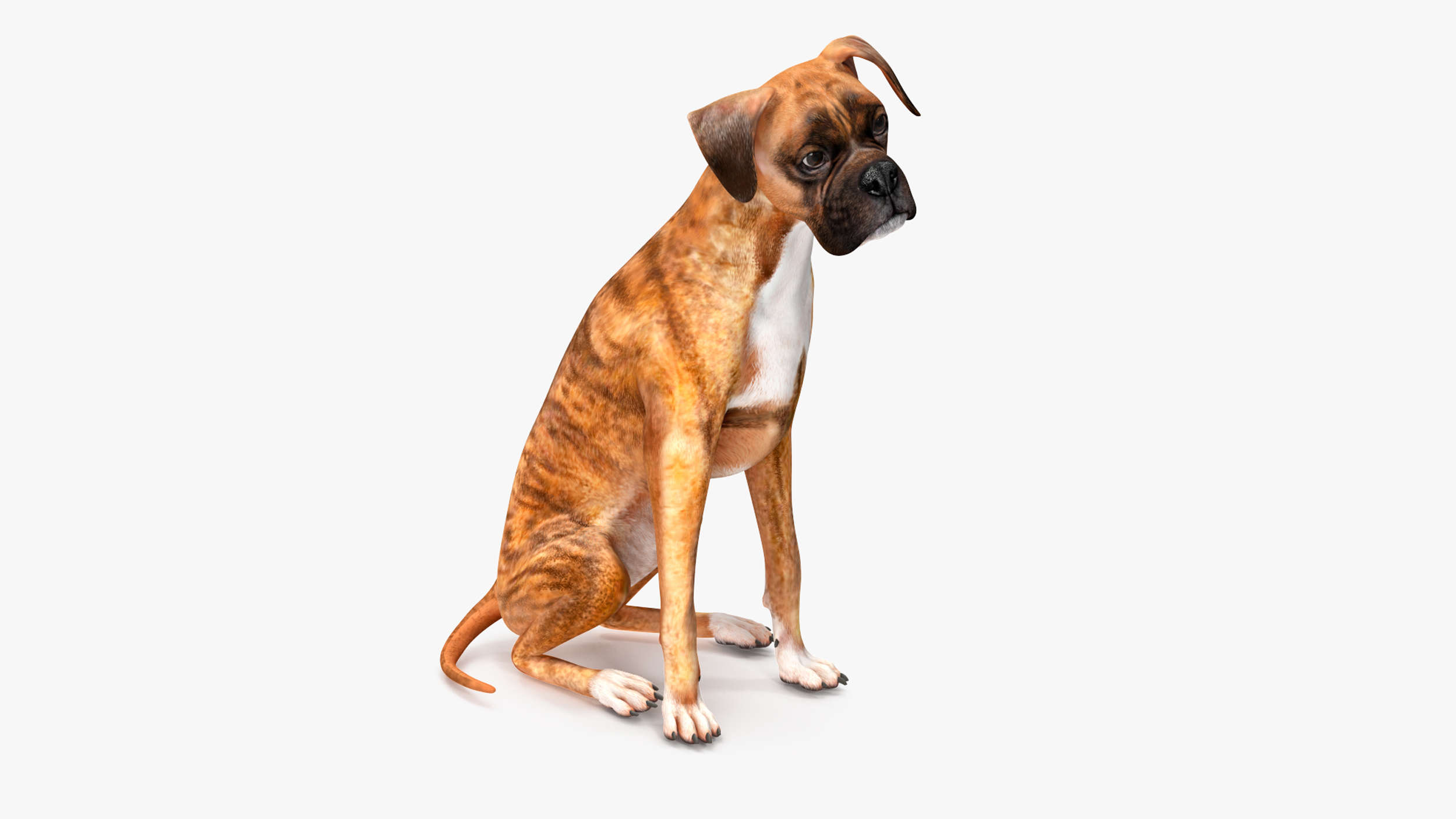 Boxer Dog Tiger Colored Rigged for Maya 3D model