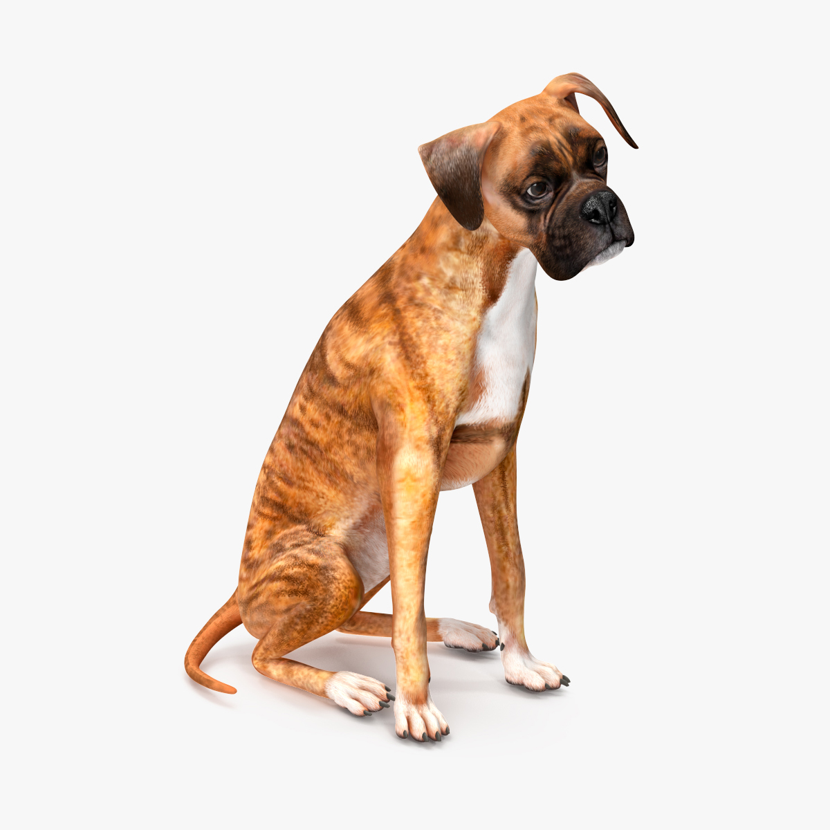 Boxer Dog Tiger Colored Rigged for Maya 3D model