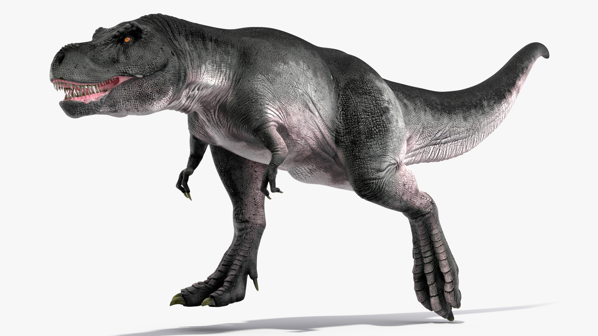 3D T Rex Running Animated Rigged for Maya model
