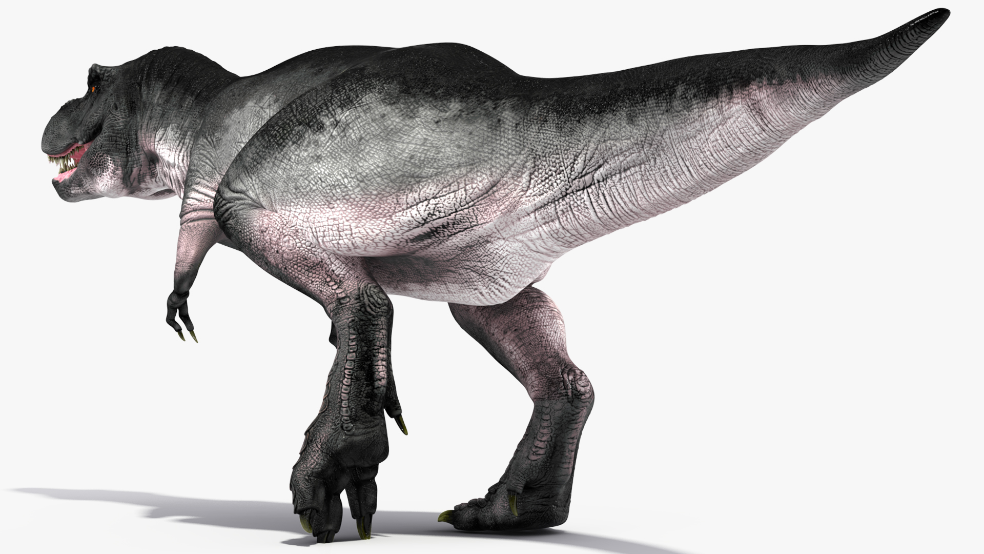 3D T Rex Running Animated Rigged for Maya model